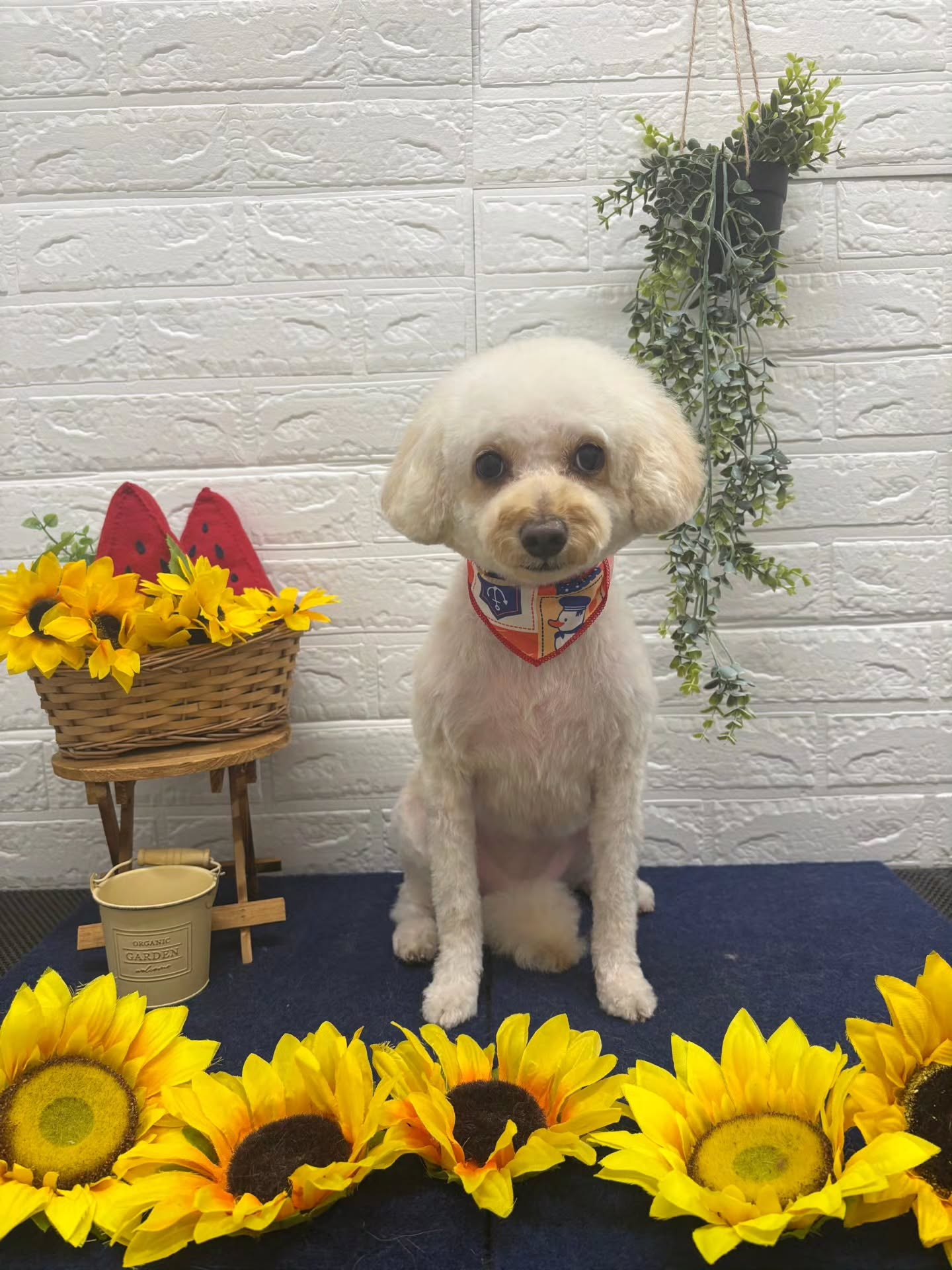 🍉🍉🍉🍉🍉🍉🍉🍉