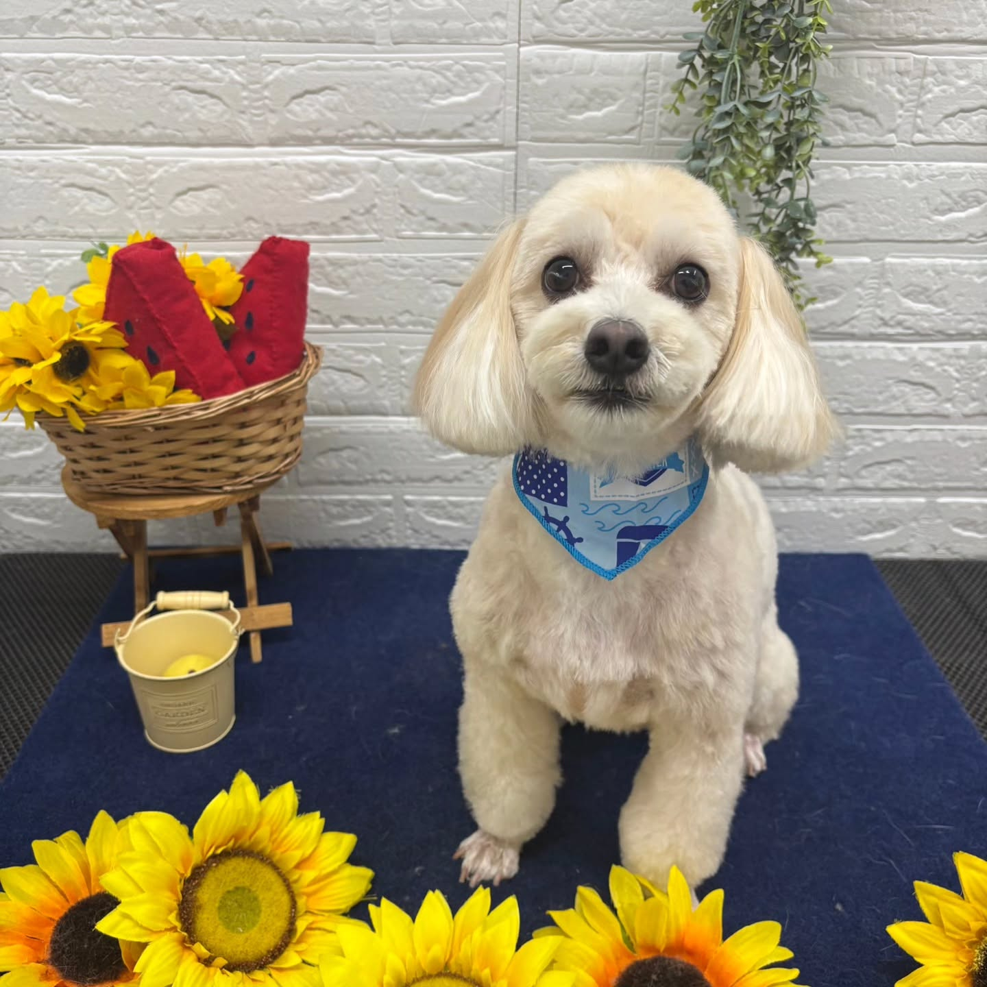 🍉🍉🍉🍉🍉🍉🍉🍉🍉🍉