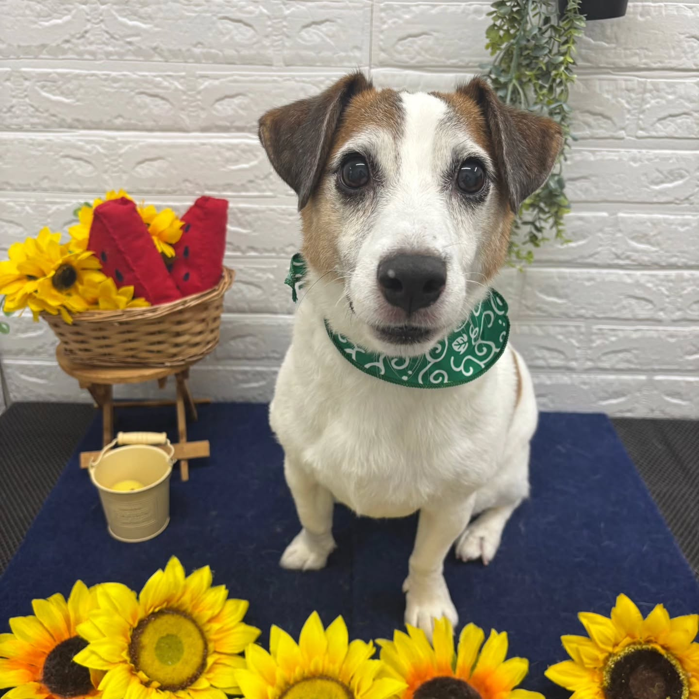 🍉🍉🍉🍉🍉🍉🍉🍉🍉🍉