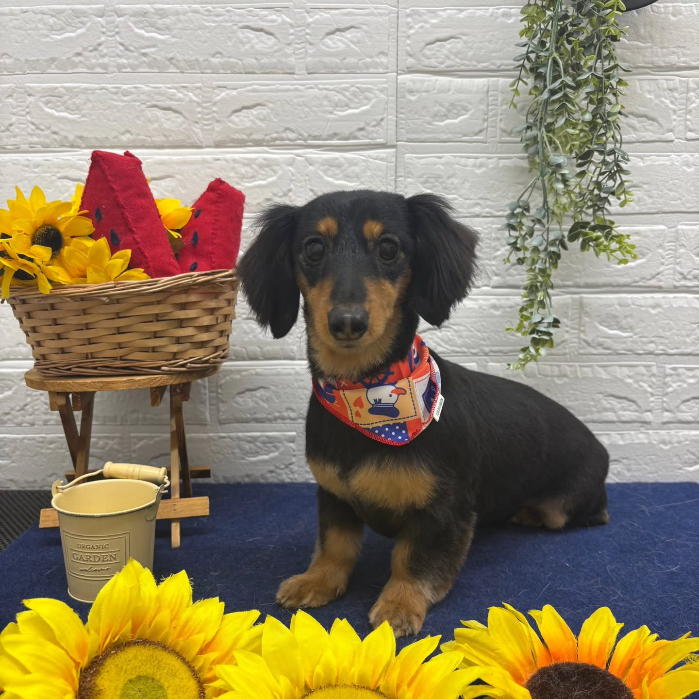 🍉🍉🍉🍉🍉🍉🍉🍉🍉🍉