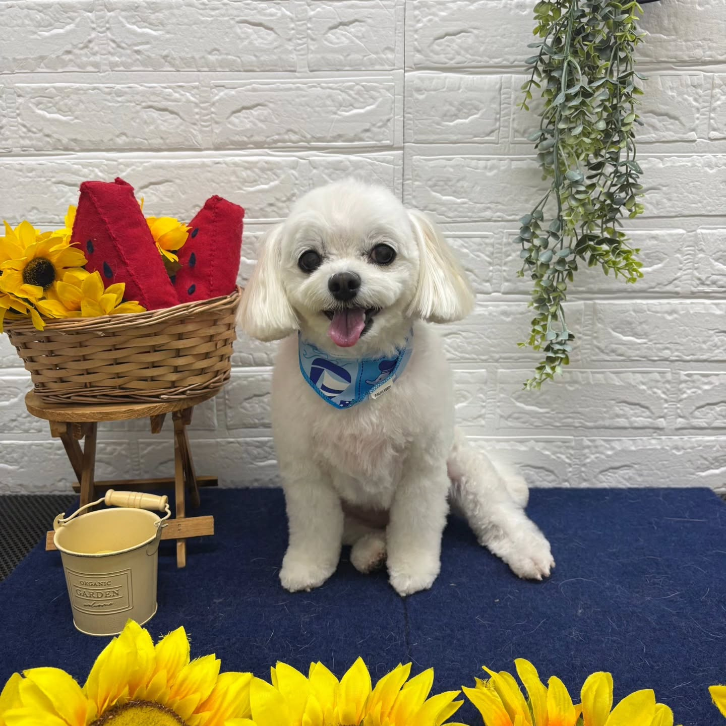 🍉🍉🍉🍉🍉🍉🍉🍉🍉🍉