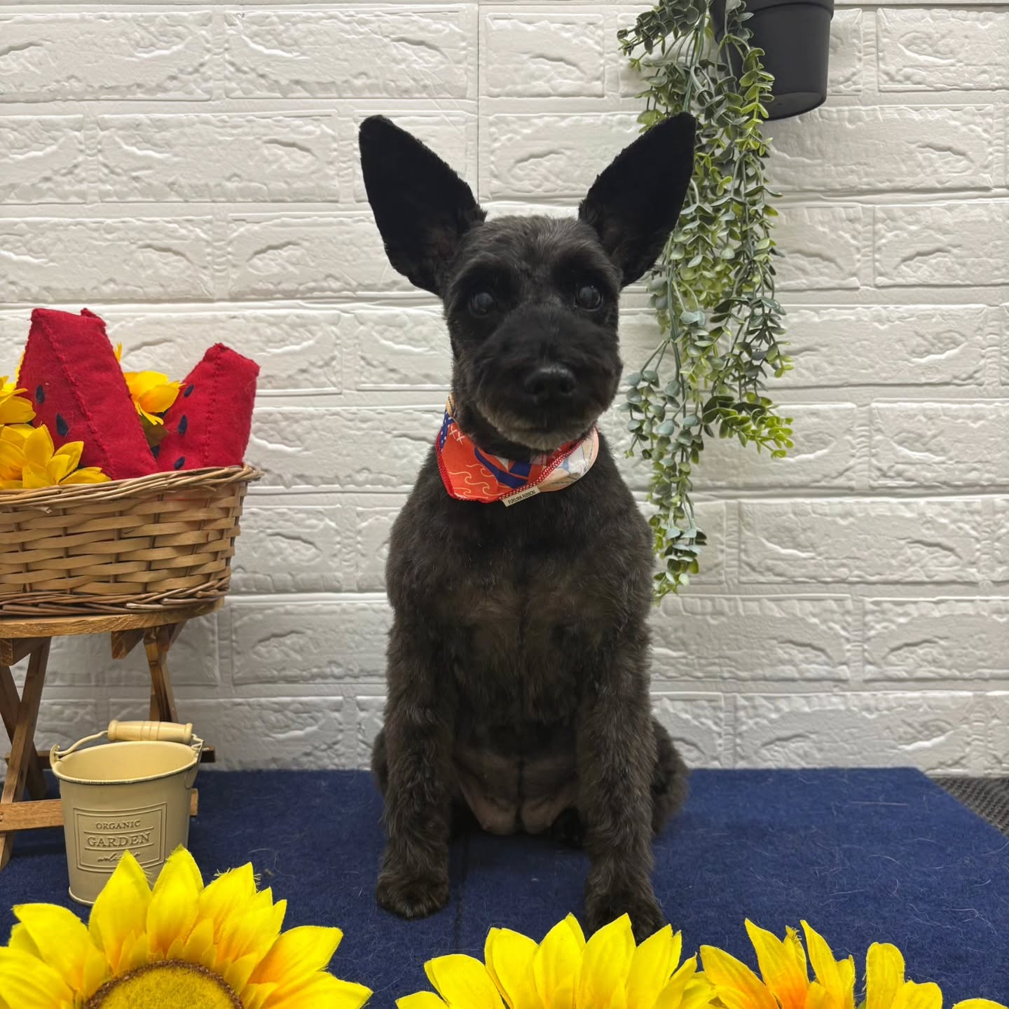 🍉🍉🍉🍉🍉🍉🍉🍉🍉🍉