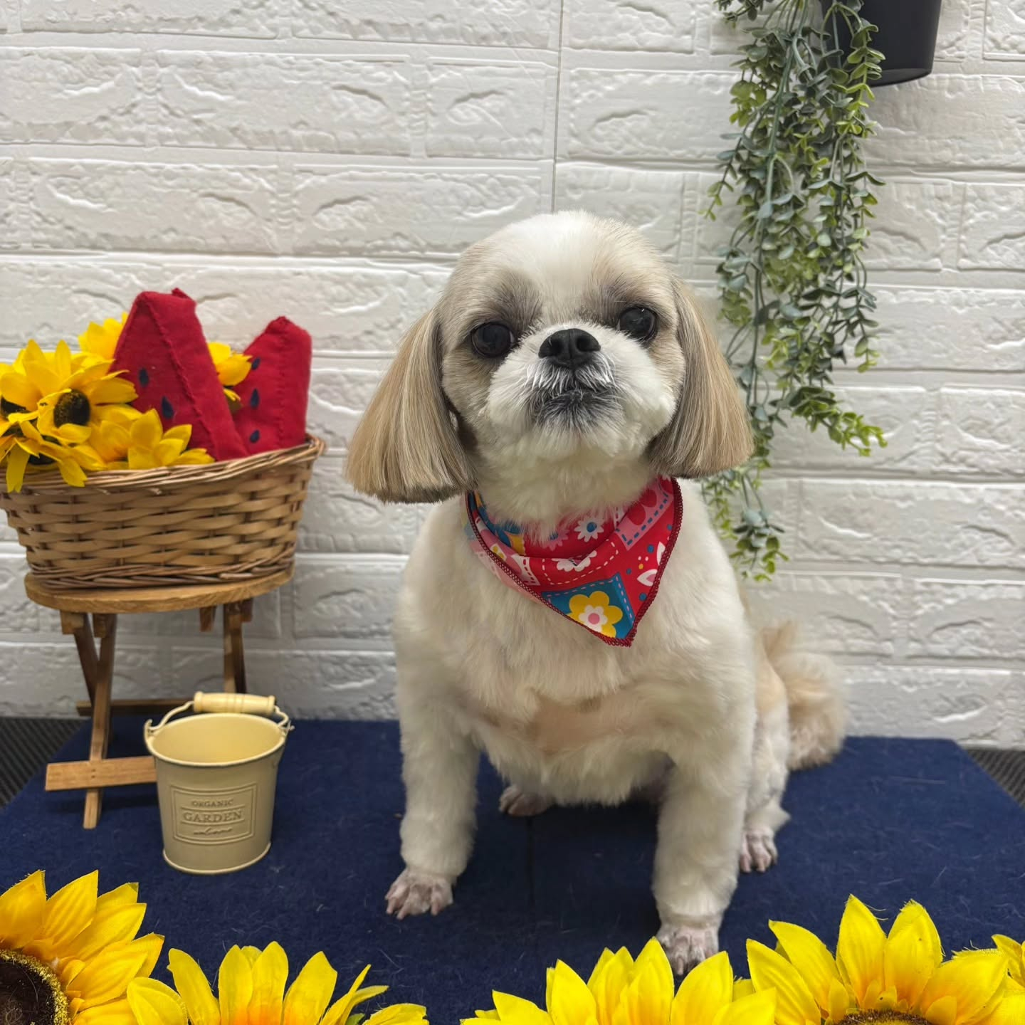 🍉🍉🍉🍉🍉🍉🍉🍉🍉🍉