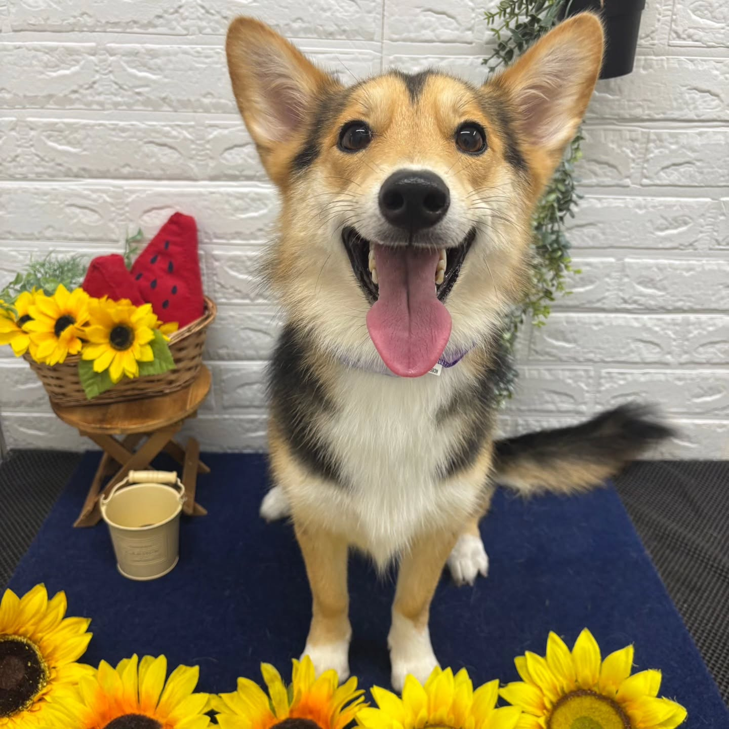 🍉🍉🍉🍉🍉🍉🍉🍉🍉🍉