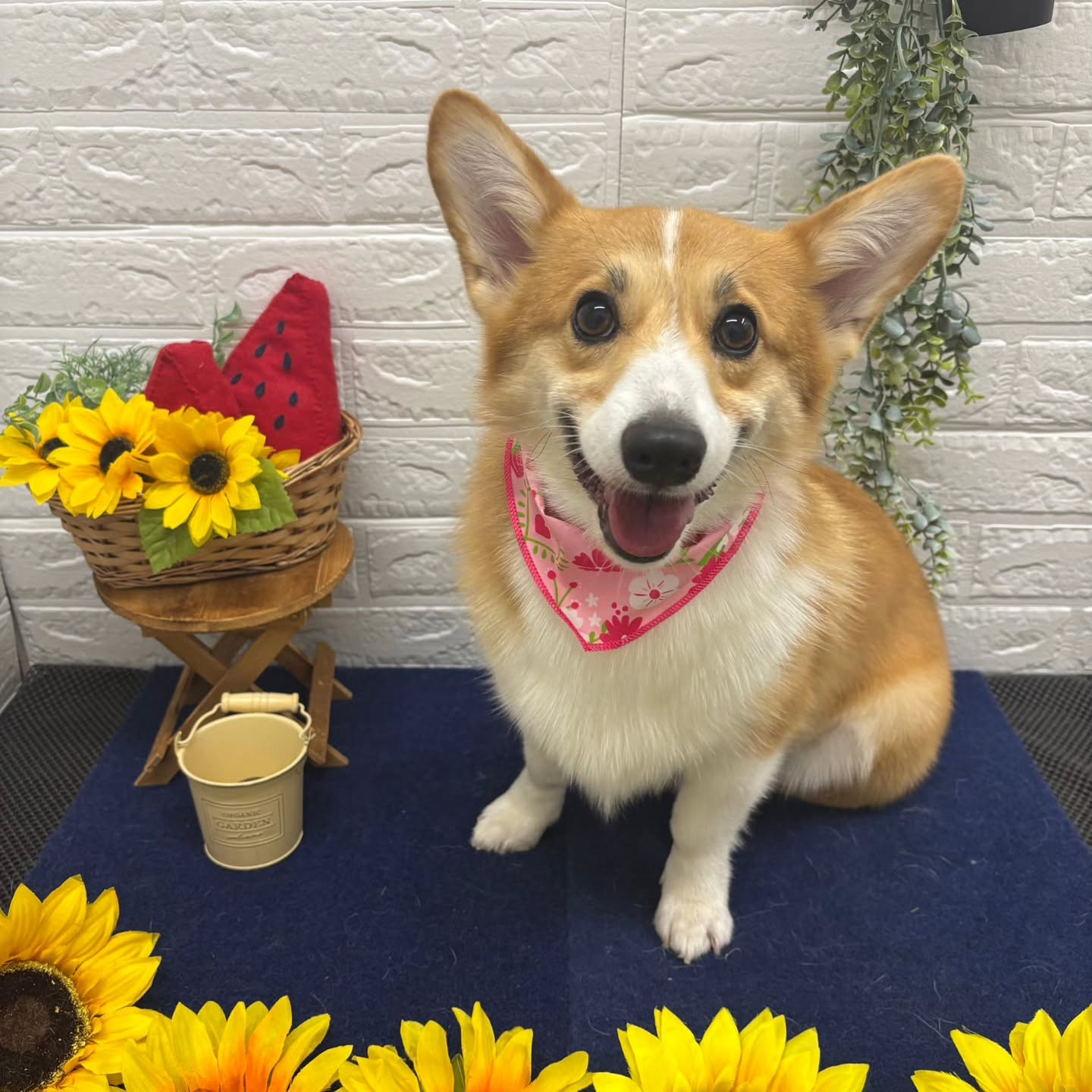 🍉🍉🍉🍉🍉🍉🍉🍉🍉🍉