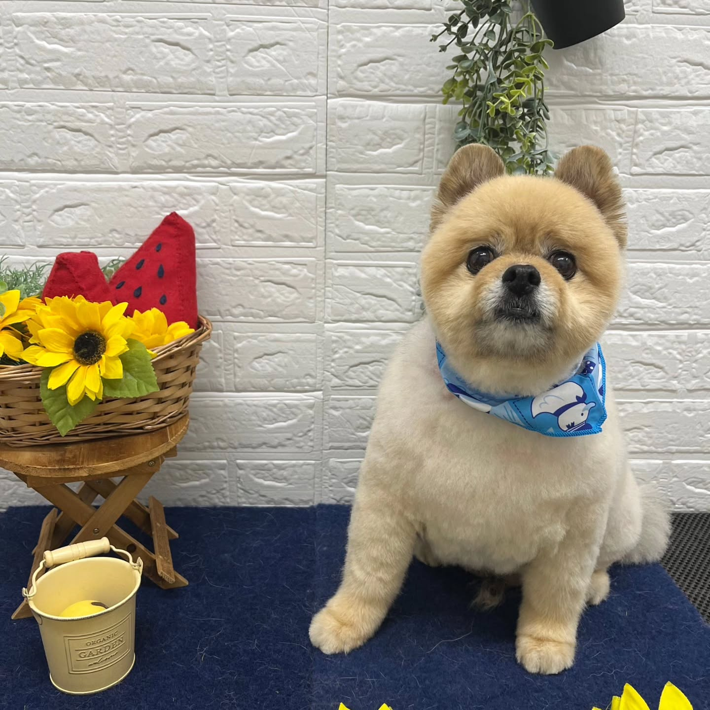 🍉🍉🍉🍉🍉🍉🍉🍉🍉🍉