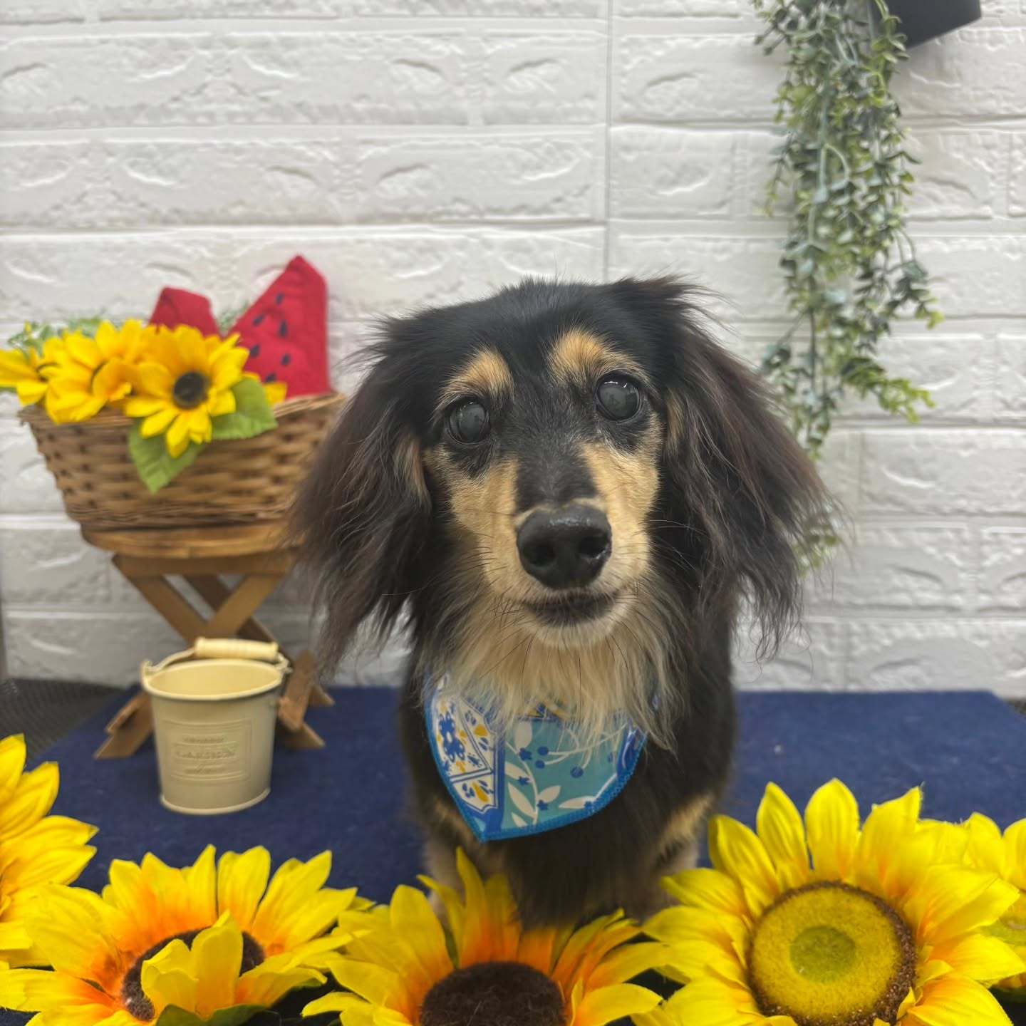 🍉🍉🍉🍉🍉🍉🍉🍉🍉🍉