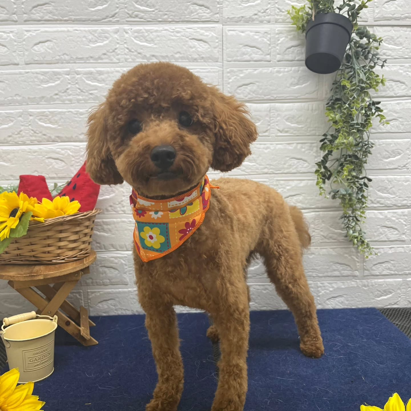 🍉🍉🍉🍉🍉🍉🍉🍉🍉🍉