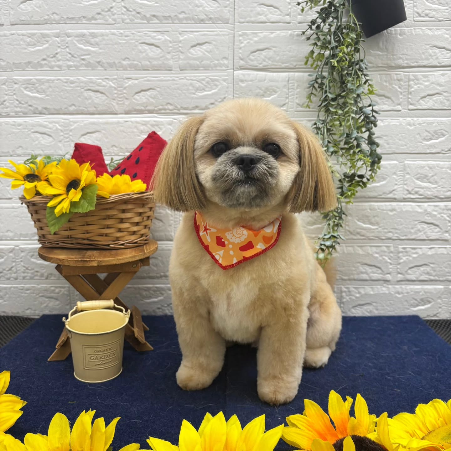 🍉🍉🍉🍉🍉🍉🍉🍉🍉🍉