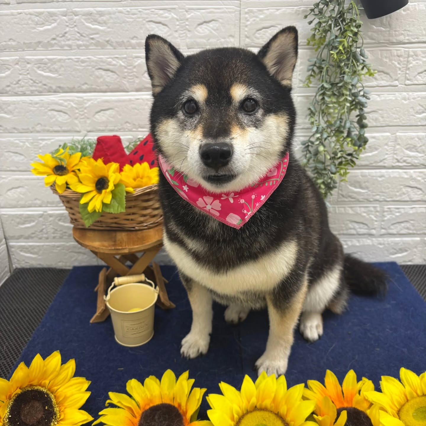 🍉🍉🍉🍉🍉🍉🍉🍉🍉🍉