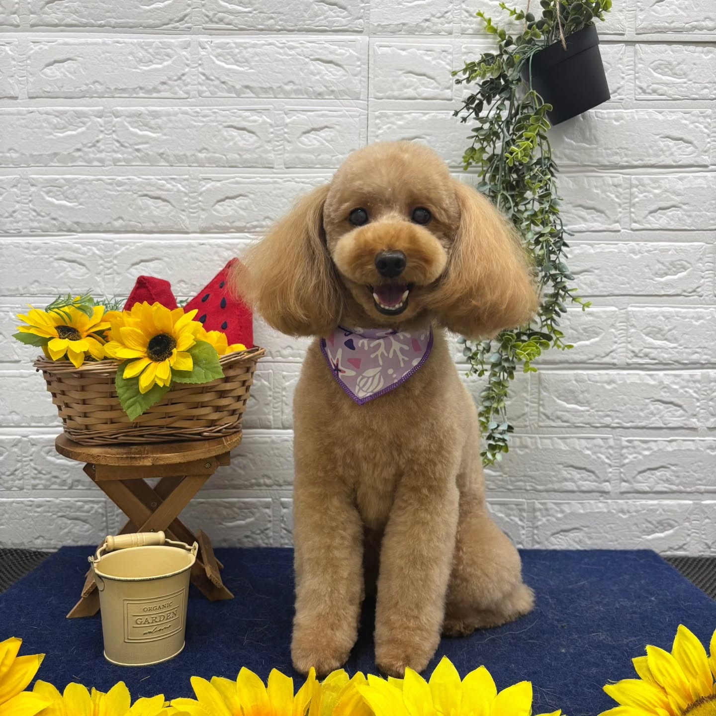 🍉🍉🍉🍉🍉🍉🍉🍉🍉🍉