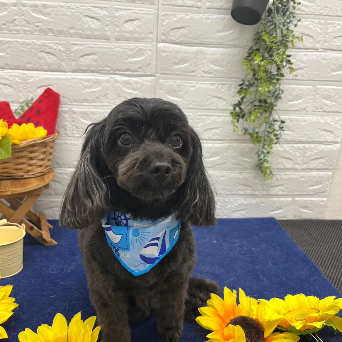 🍉🍉🍉🍉🍉🍉🍉🍉🍉🍉