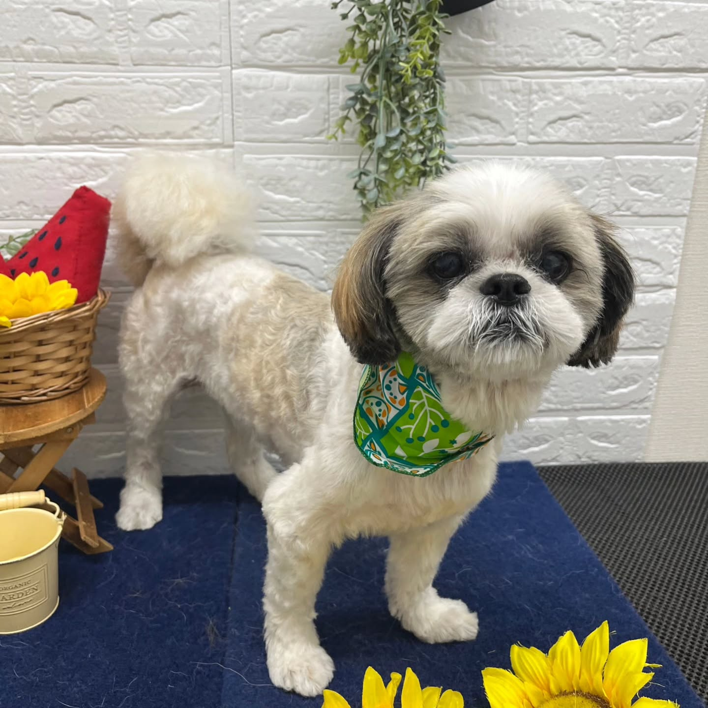 🍉🍉🍉🍉🍉🍉🍉🍉🍉🍉