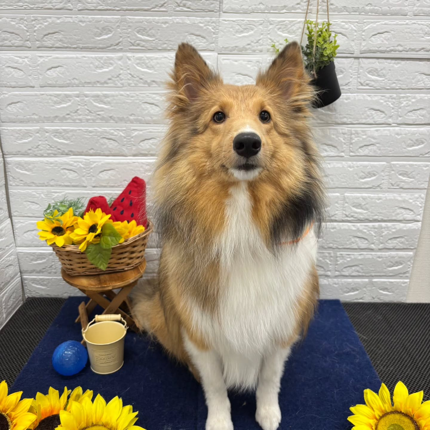 🍉🍉🍉🍉🍉🍉