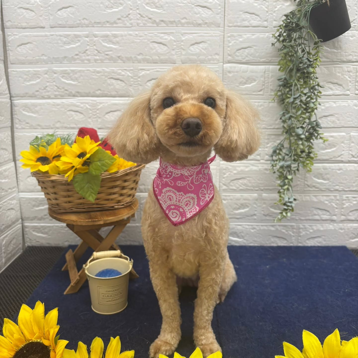 🍉🍉🍉🍉🍉🍉