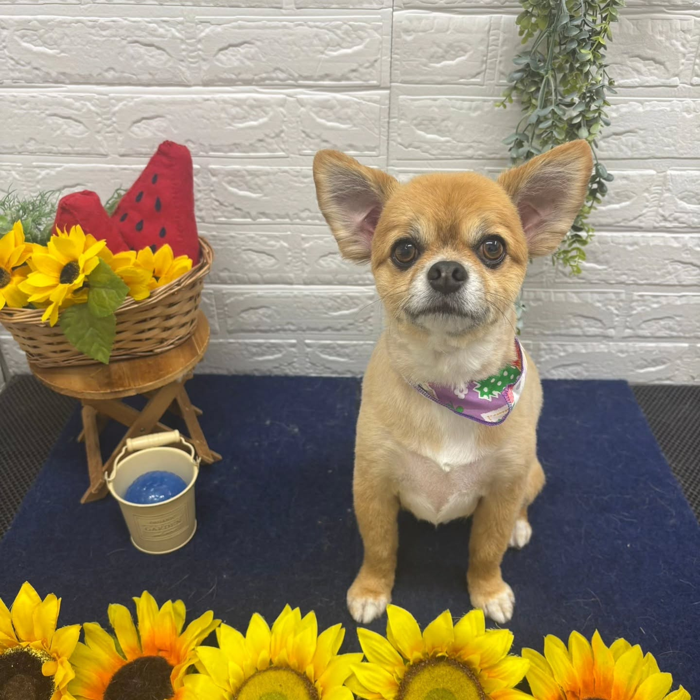 🍉🍉🍉🍉🍉🍉