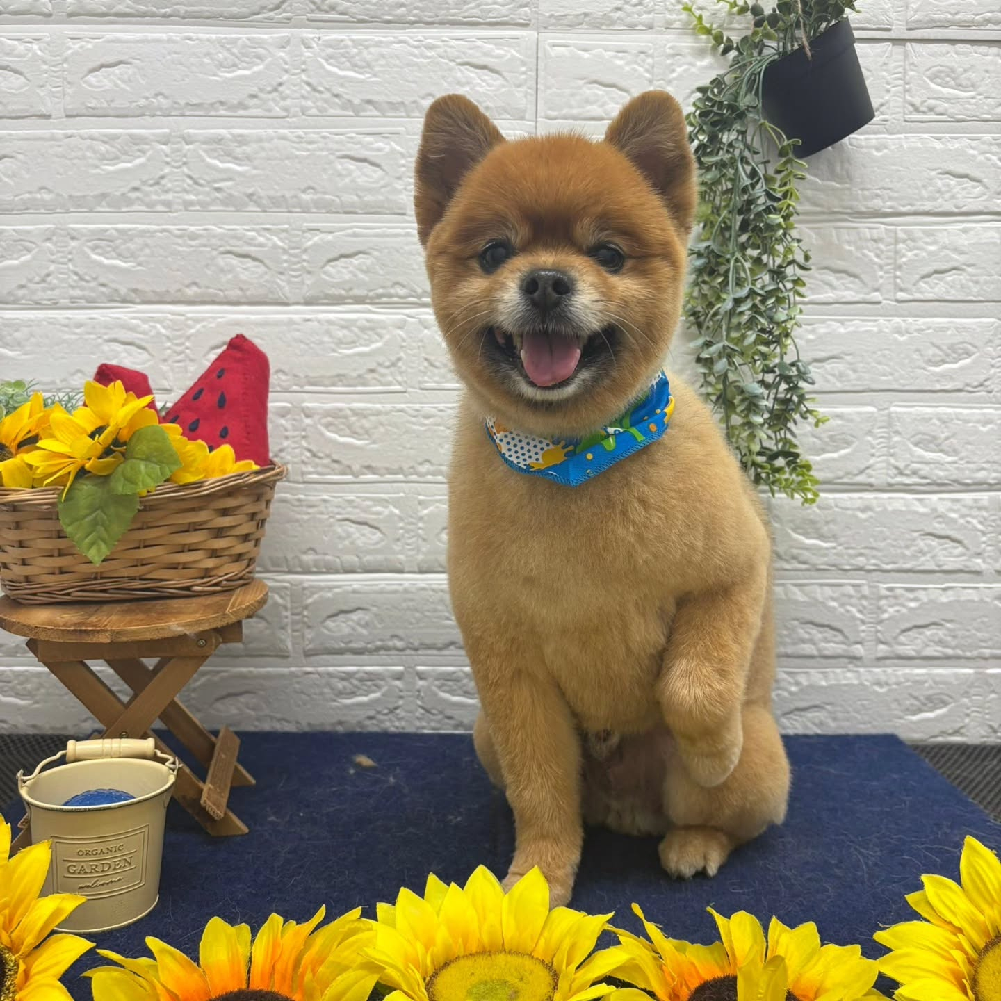 🍉🍉🍉🍉🍉🍉