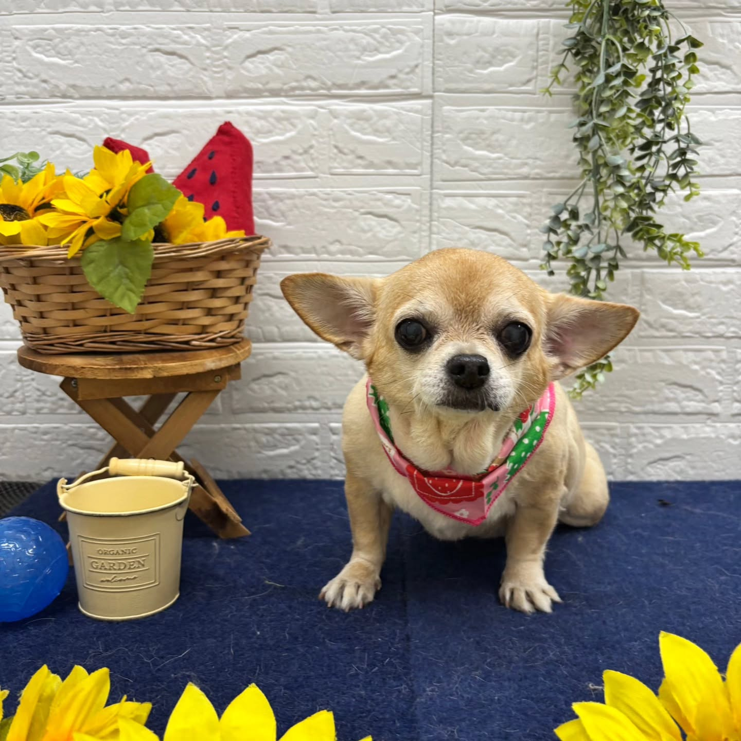 🍉🍉🍉🍉🍉🍉