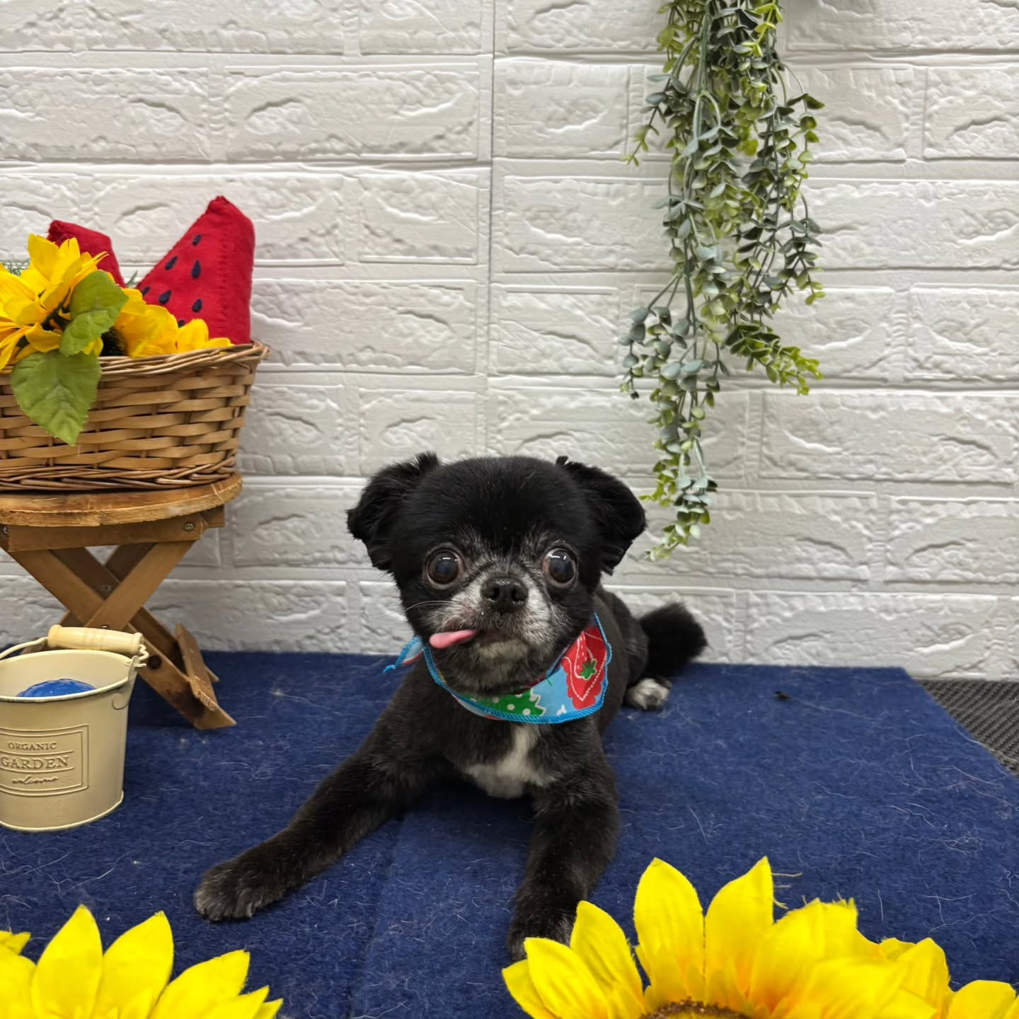 🍉🍉🍉🍉🍉🍉