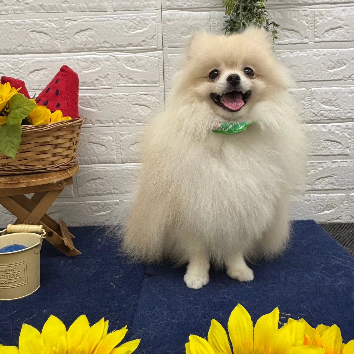 🍉🍉🍉🍉🍉🍉