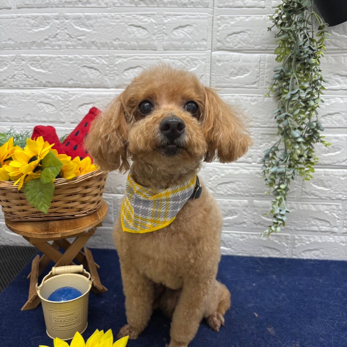 🍉🍉🍉🍉🍉🍉