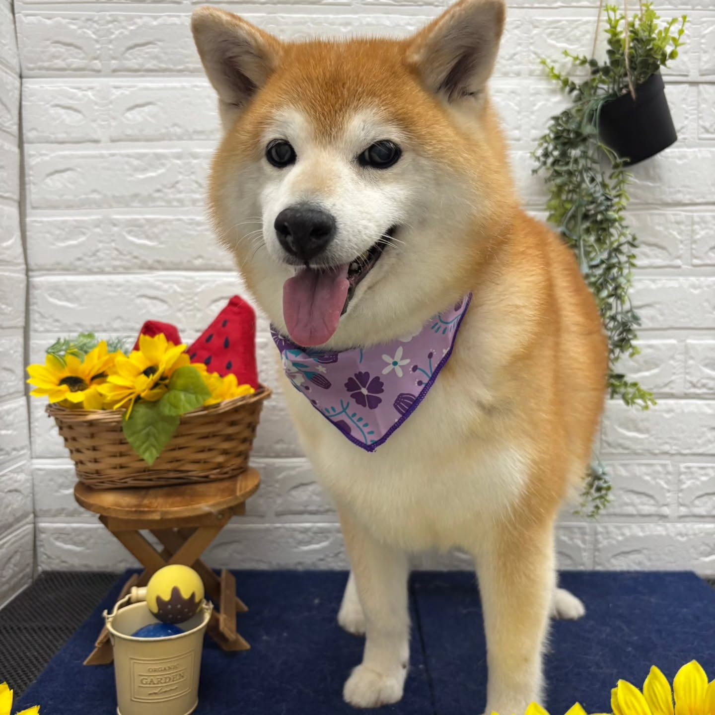 🍉🍉🍉🍉🍉🍉