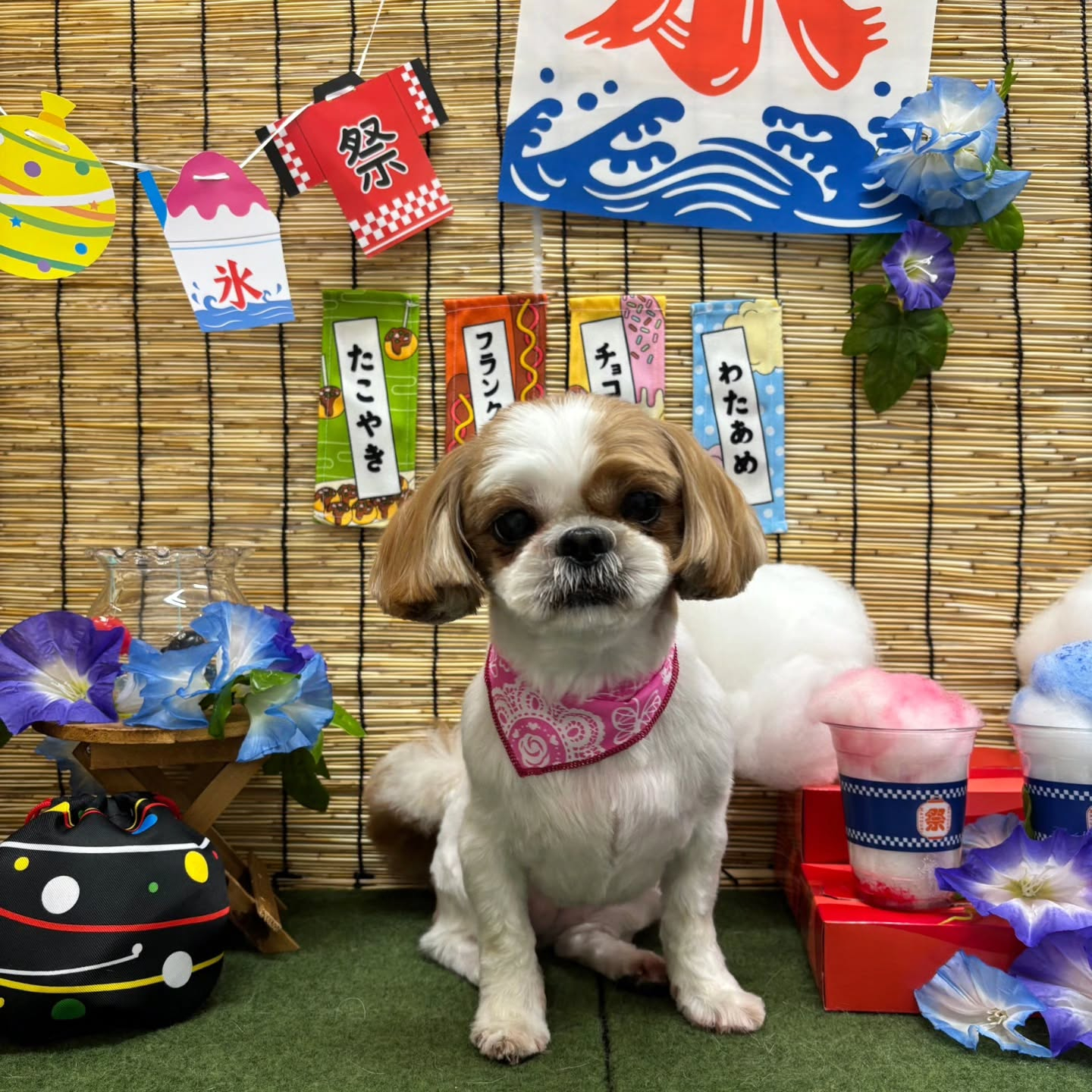 🏮🏮🏮🏮🏮🏮🏮