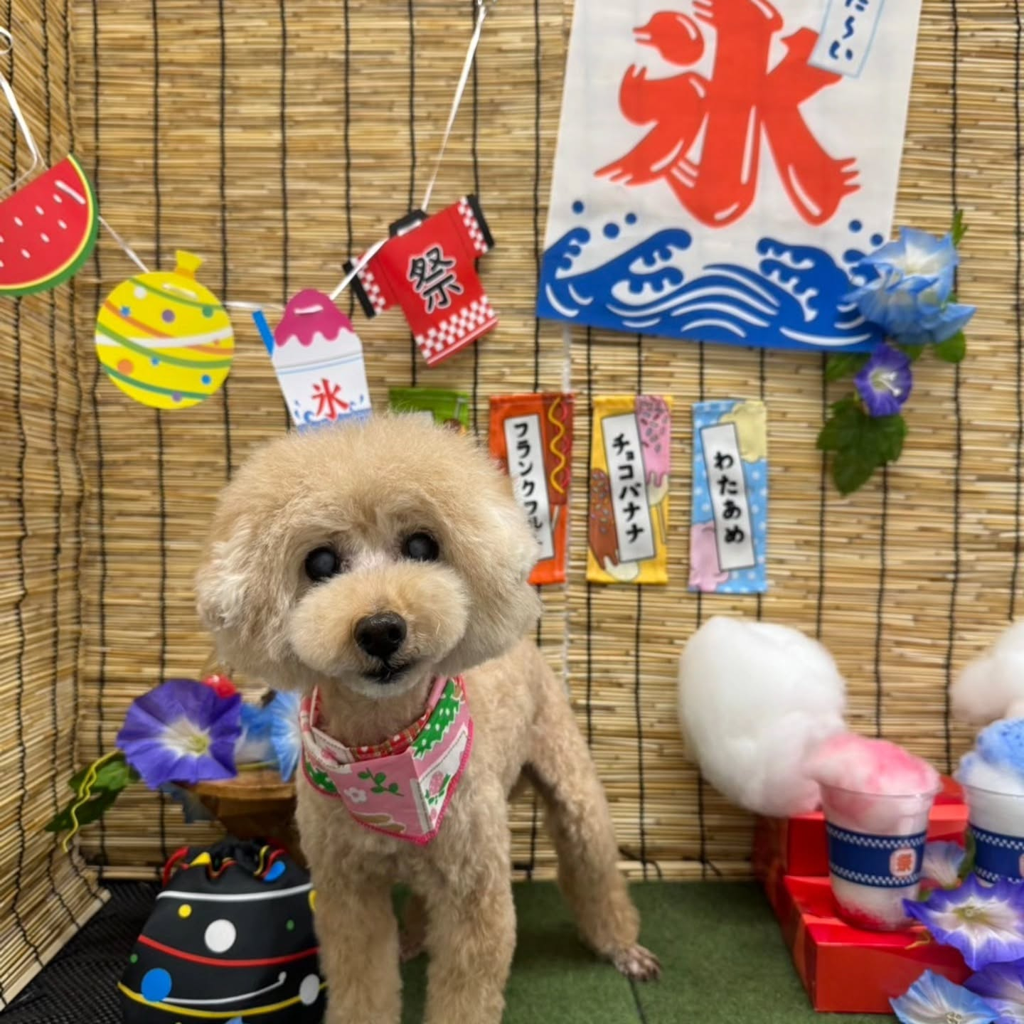 🏮🏮🏮🏮🏮🏮🏮