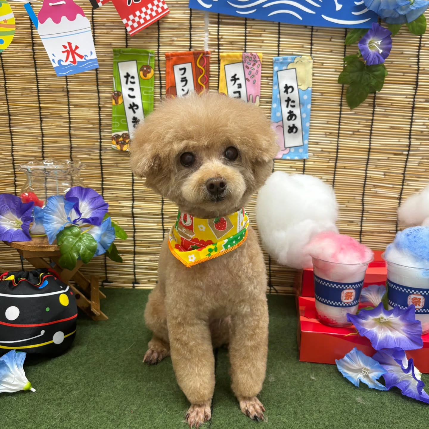 🏮🏮🏮🏮🏮🏮🏮