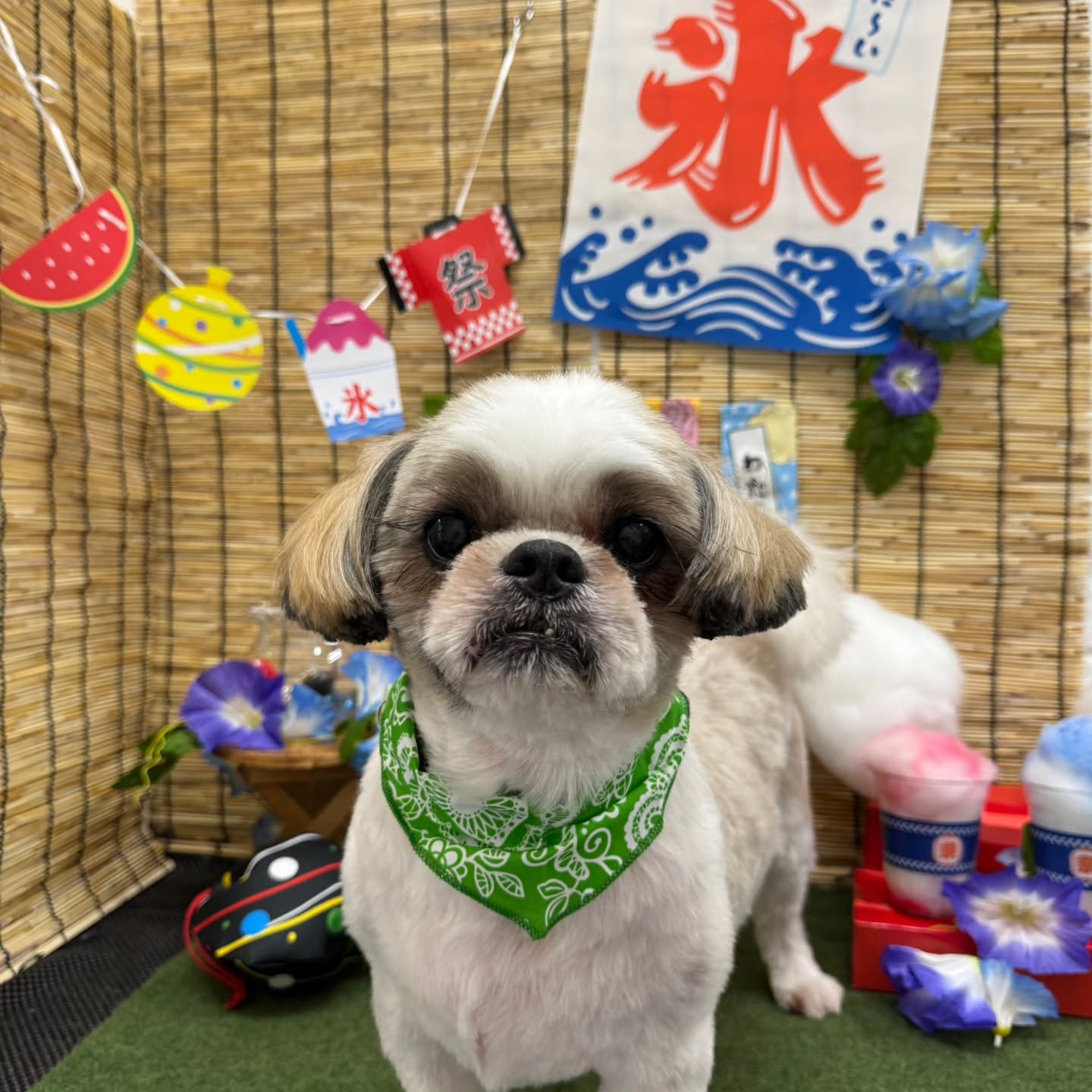 🏮🏮🏮🏮🏮🏮🏮