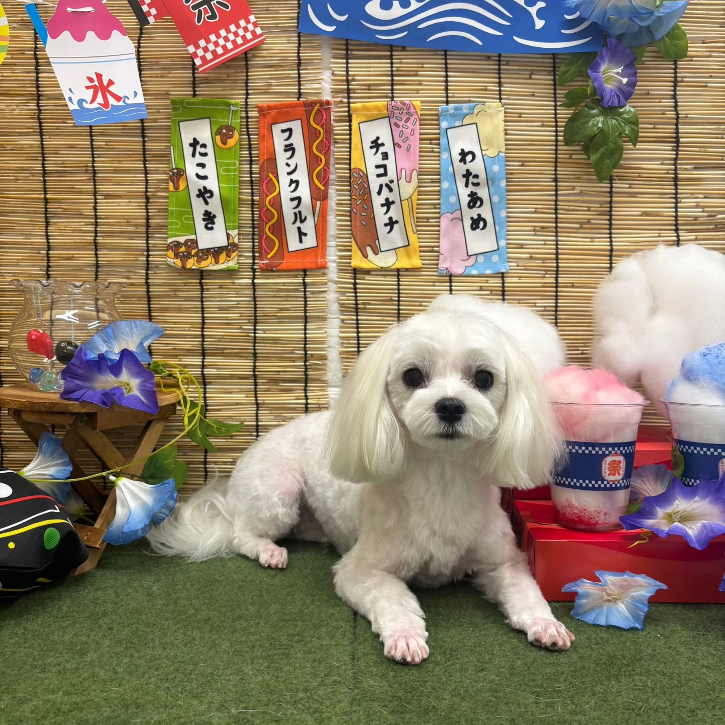 🍉🍉🍉🍉🍉🍉🍉