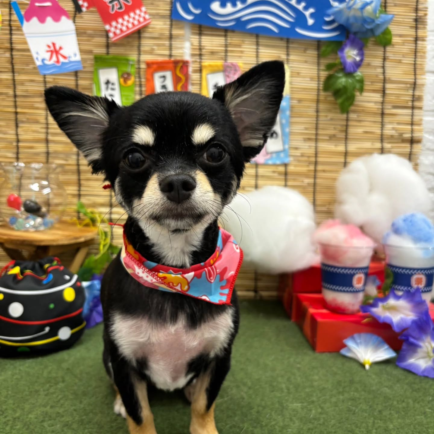 🍧🍧🍧🍧🍧🍧🍧🍧🍧