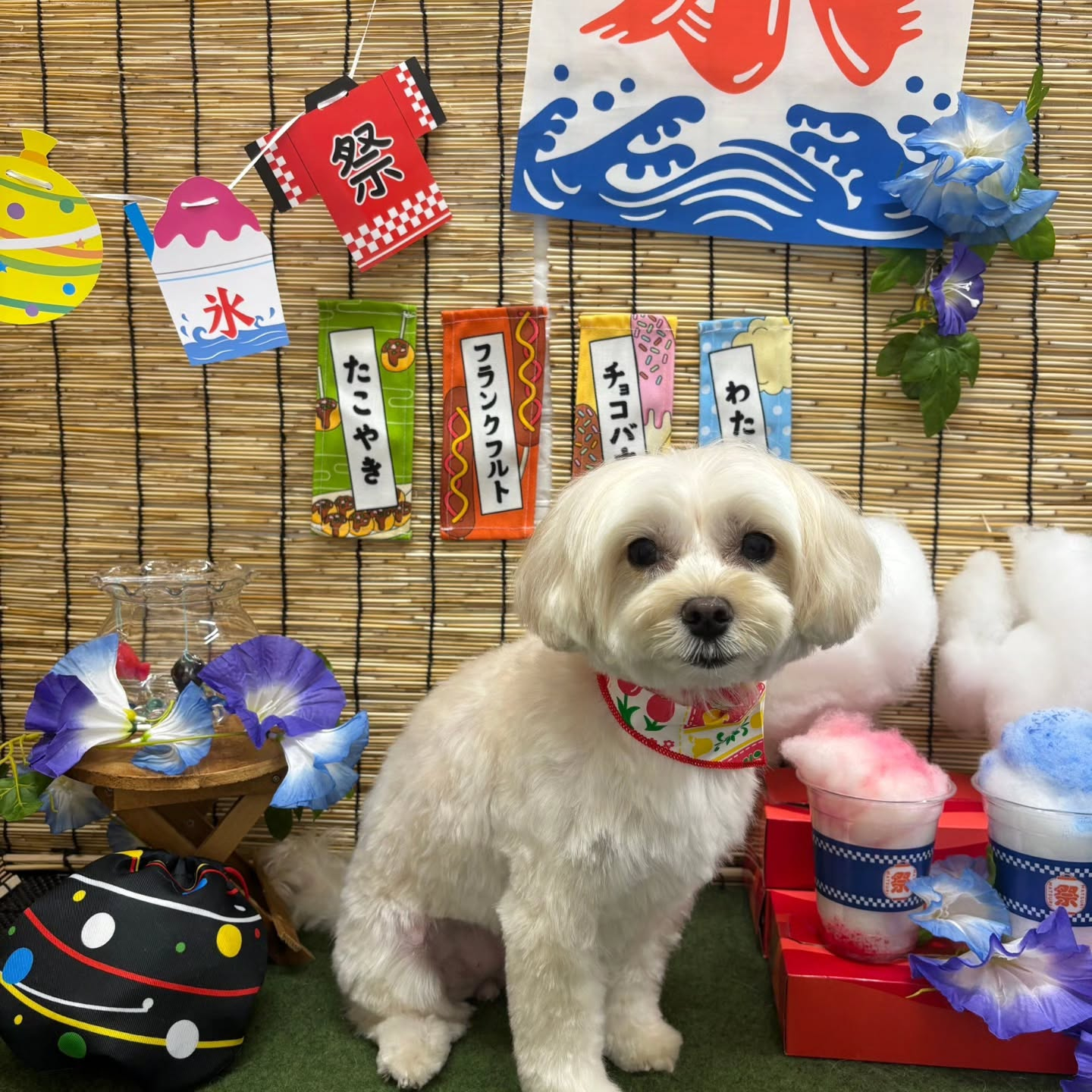 🍧🍧🍧🍧🍧🍧🍧🍧🍧🍧🍧🍧