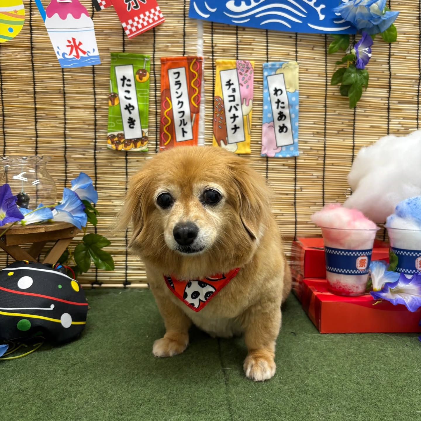 🍧🍧🍧🍧🍧🍧🍧🍧🍧🍧🍧🍧