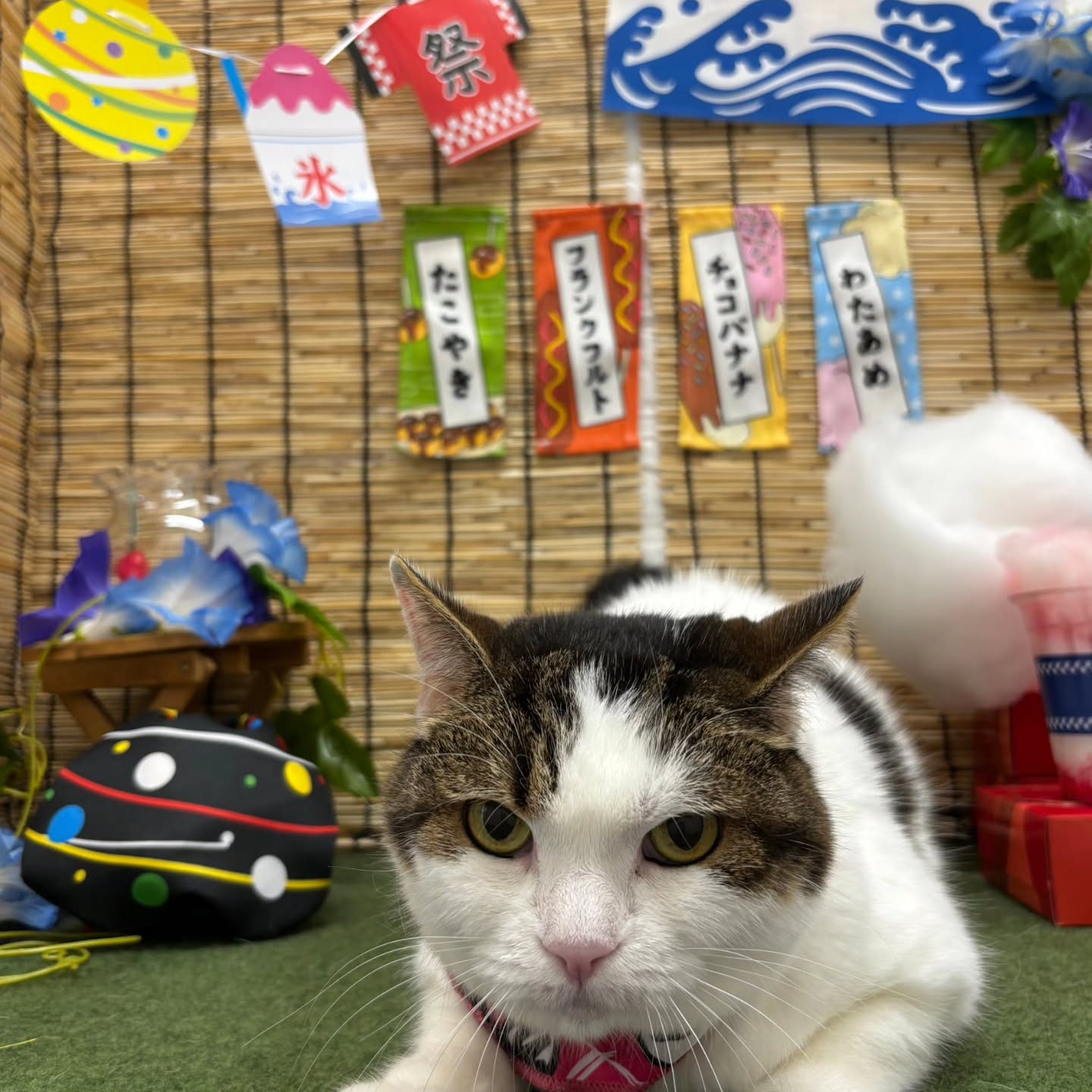 🍧🍧🍧🍧🍧🍧🍧🍧🍧🍧🍧🍧