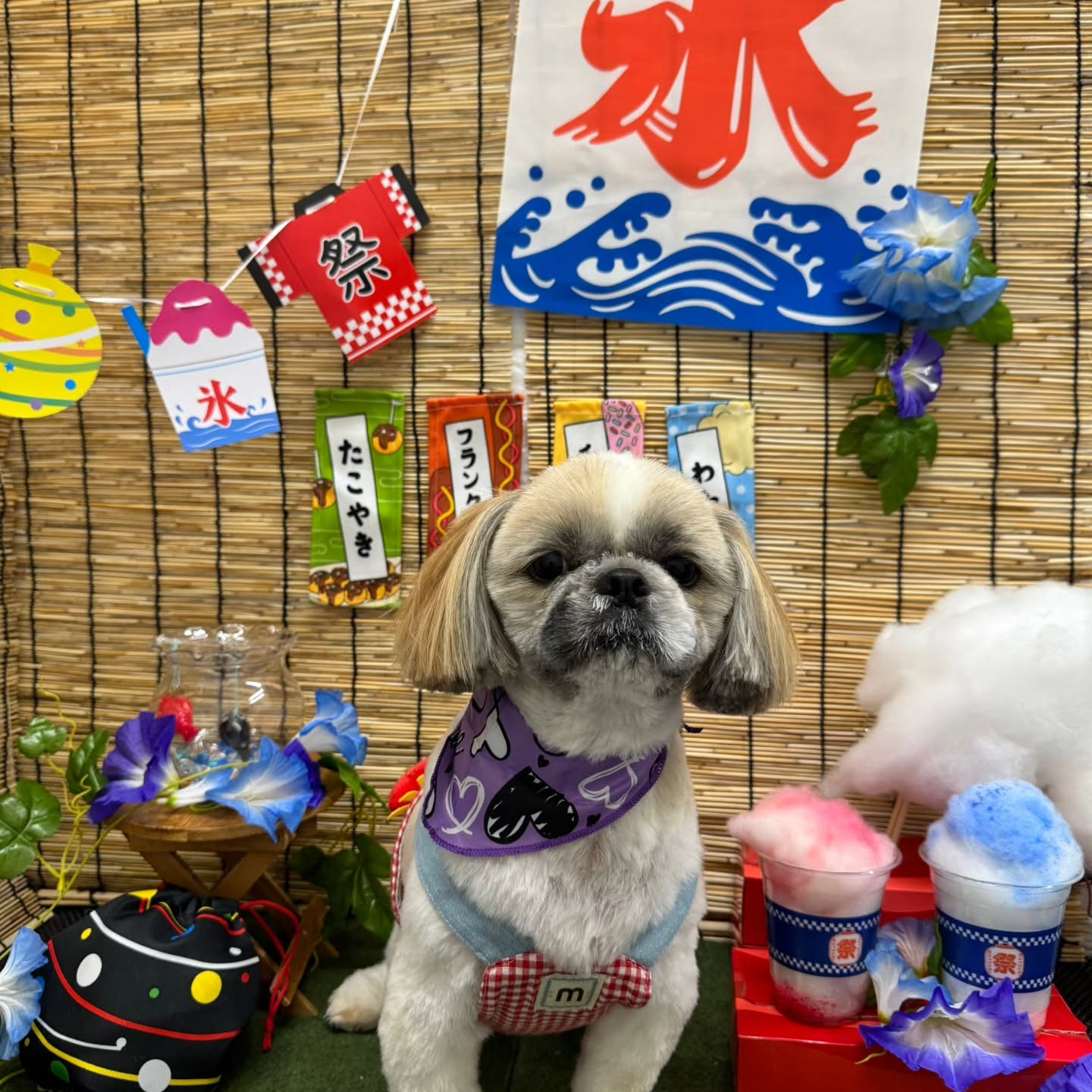 🍧🍧🍧🍧🍧🍧🍧🍧🍧🍧🍧🍧