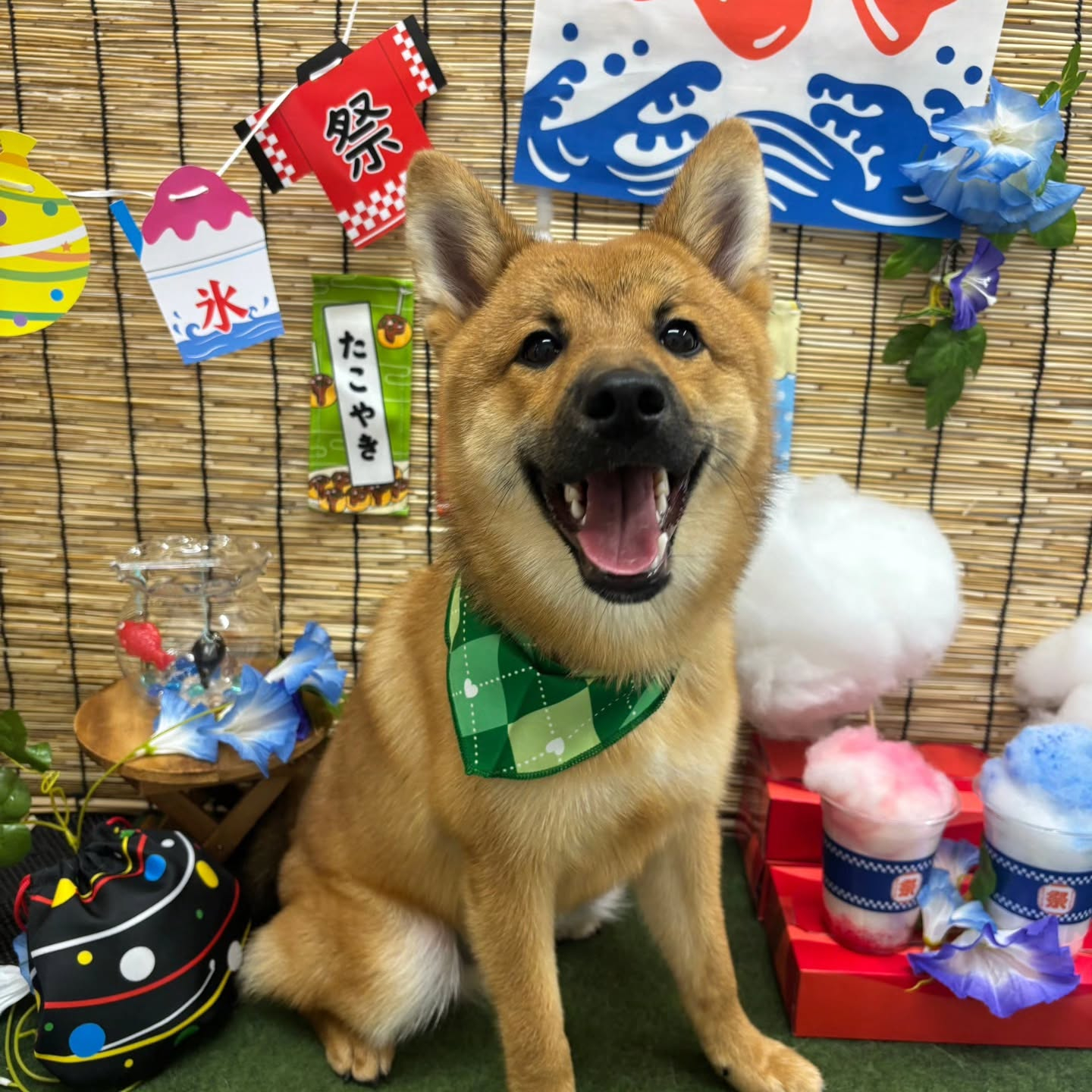 🍧🍧🍧🍧🍧🍧🍧🍧🍧🍧🍧🍧