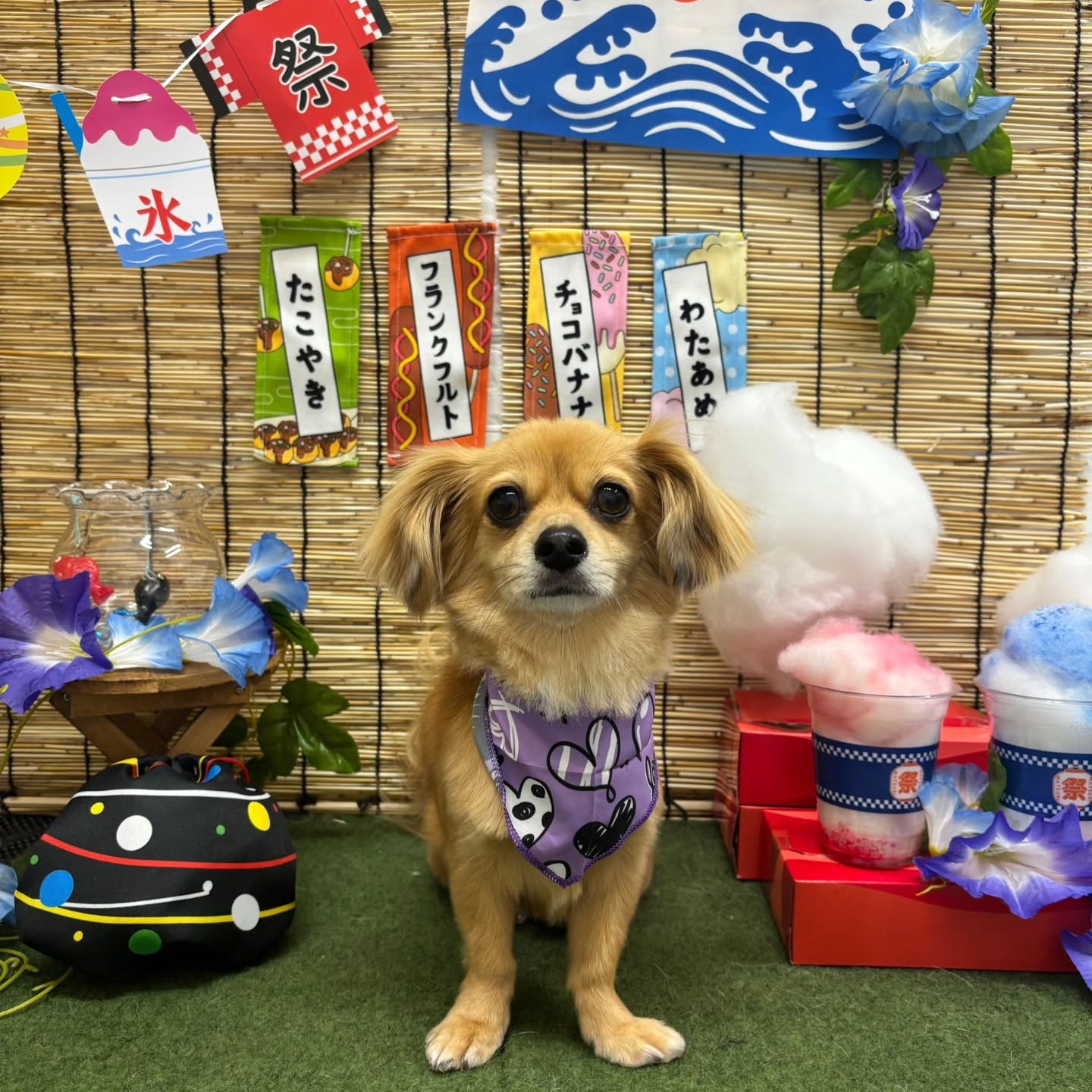 🍧🍧🍧🍧🍧🍧🍧🍧🍧🍧🍧🍧