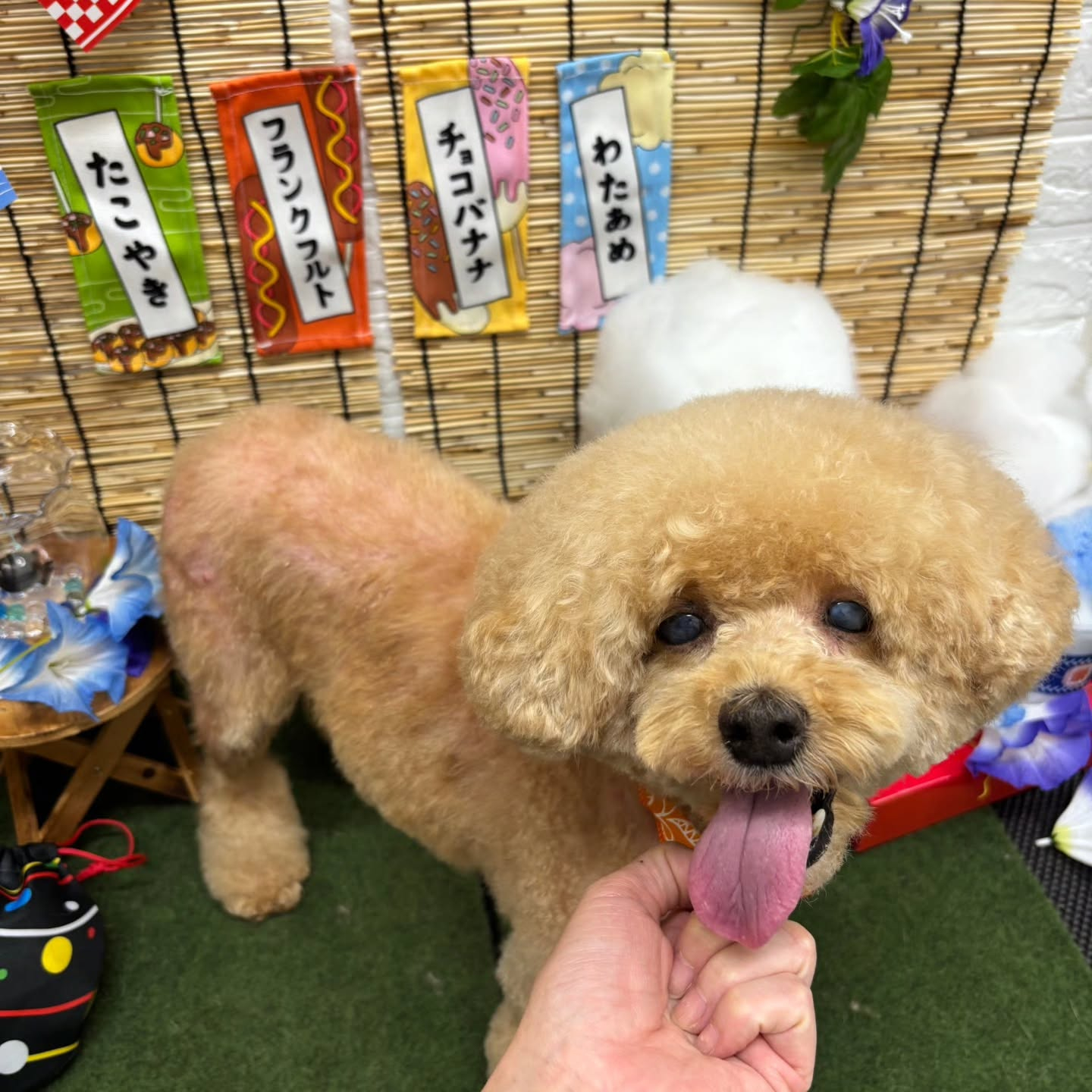 🍧🍧🍧🍧🍧🍧🍧🍧🍧🍧🍧🍧