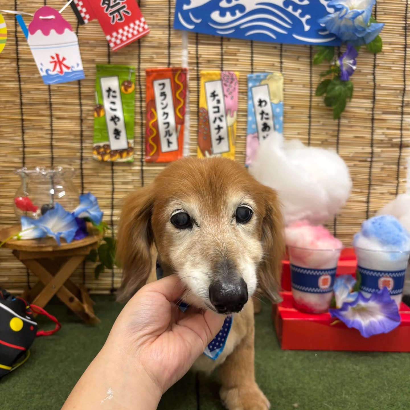 🍧🍧🍧🍧🍧🍧🍧🍧🍧🍧🍧🍧