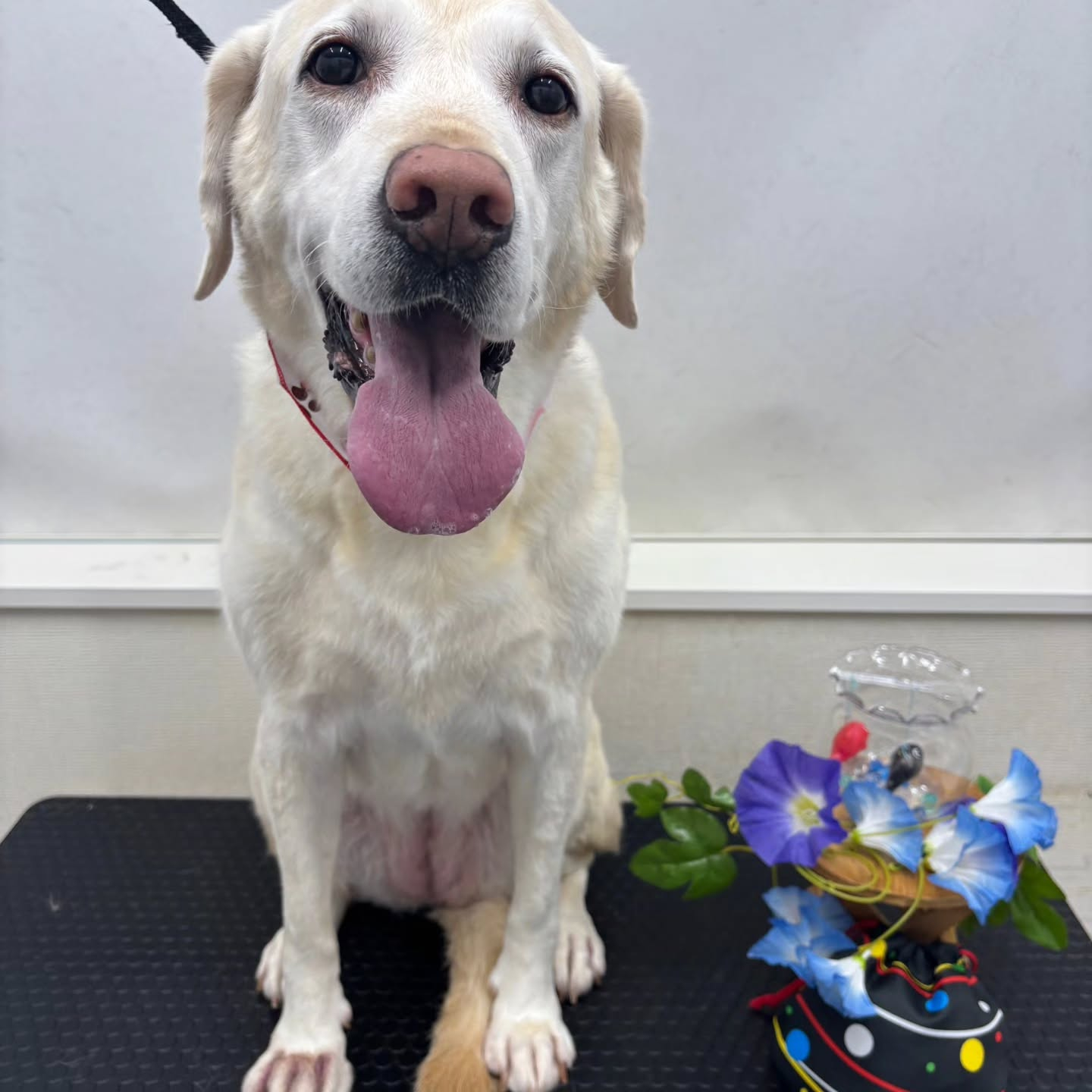 🍧🍧🍧🍧🍧🍧🍧🍧🍧🍧🍧🍧