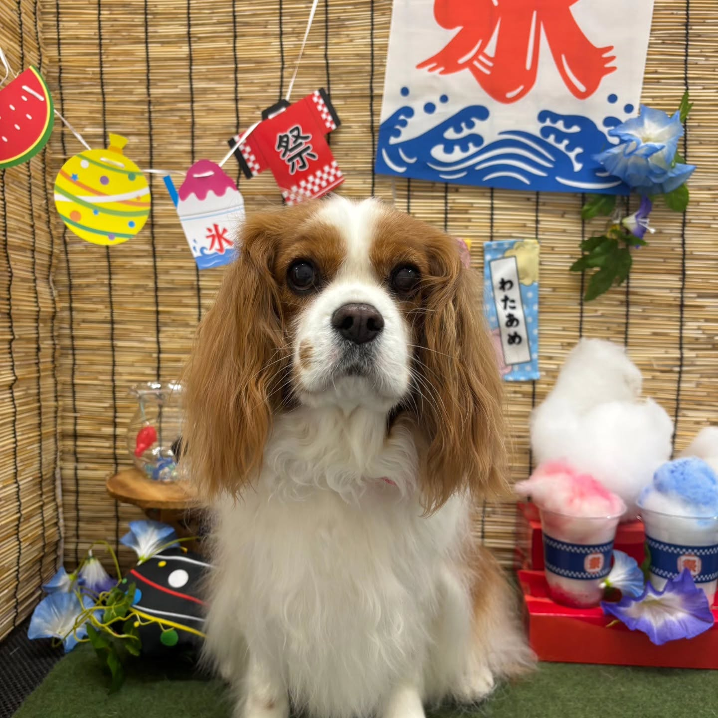 🍧🍧🍧🍧🍧🍧🍧