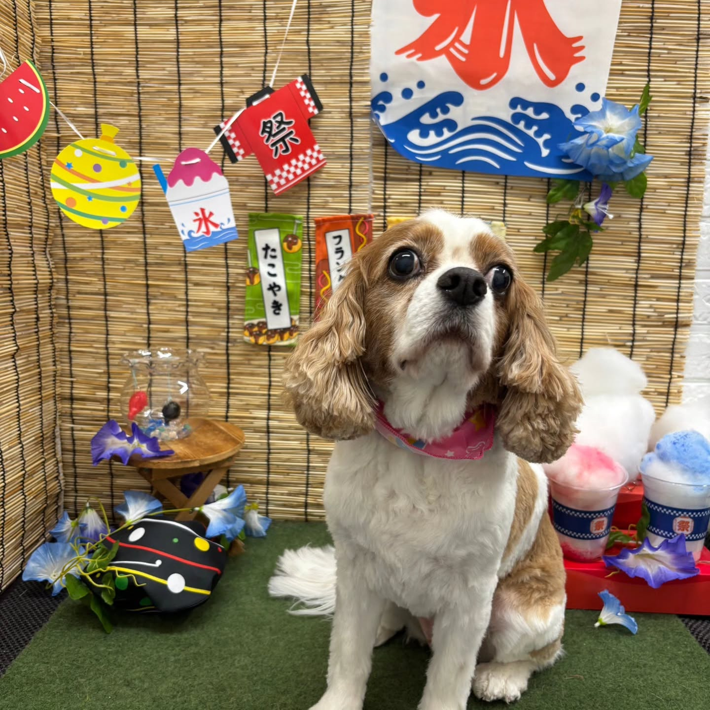 🍧🍧🍧🍧🍧🍧🍧🍧🍧🍧