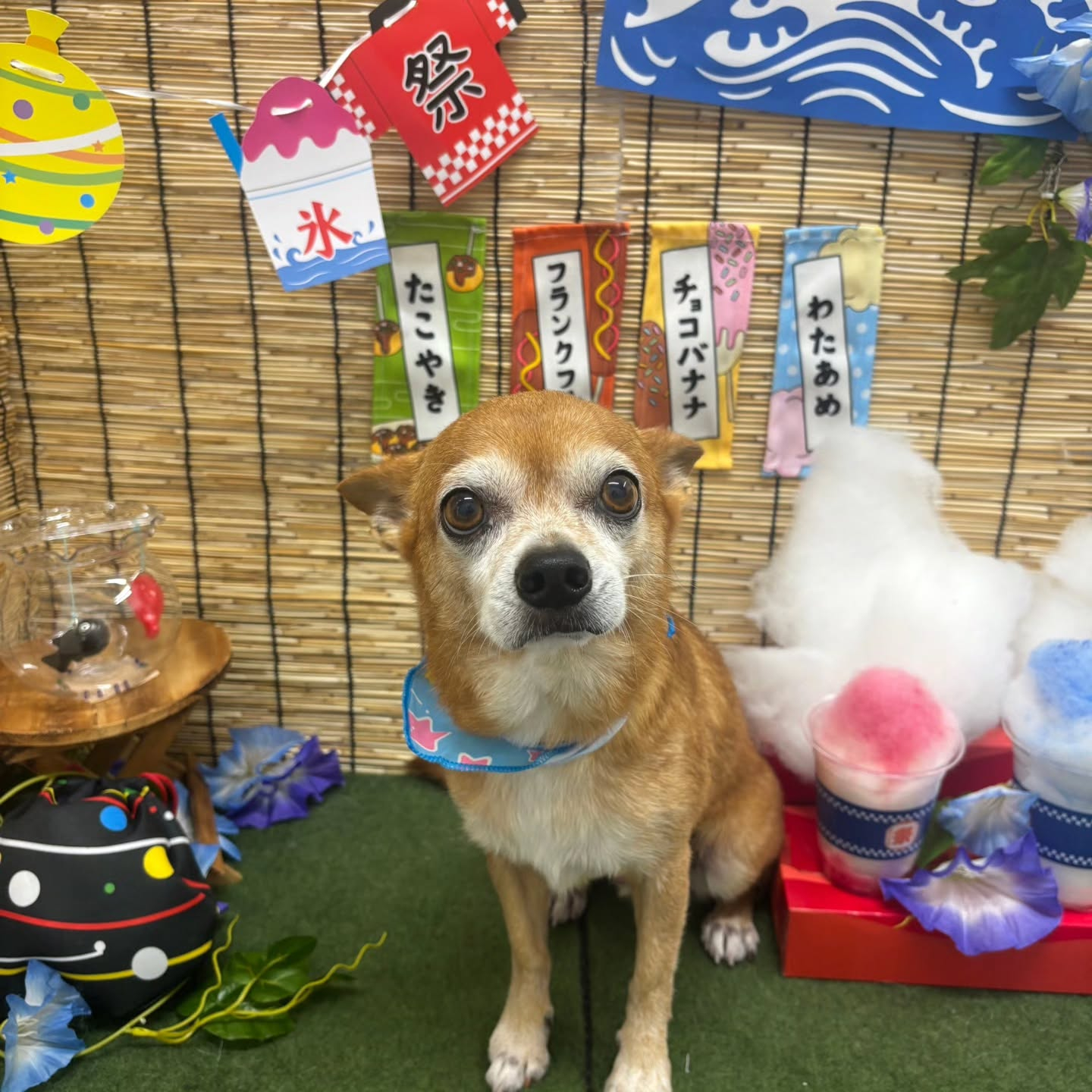 🍧🍧🍧🍧🍧🍧🍧🍧🍧