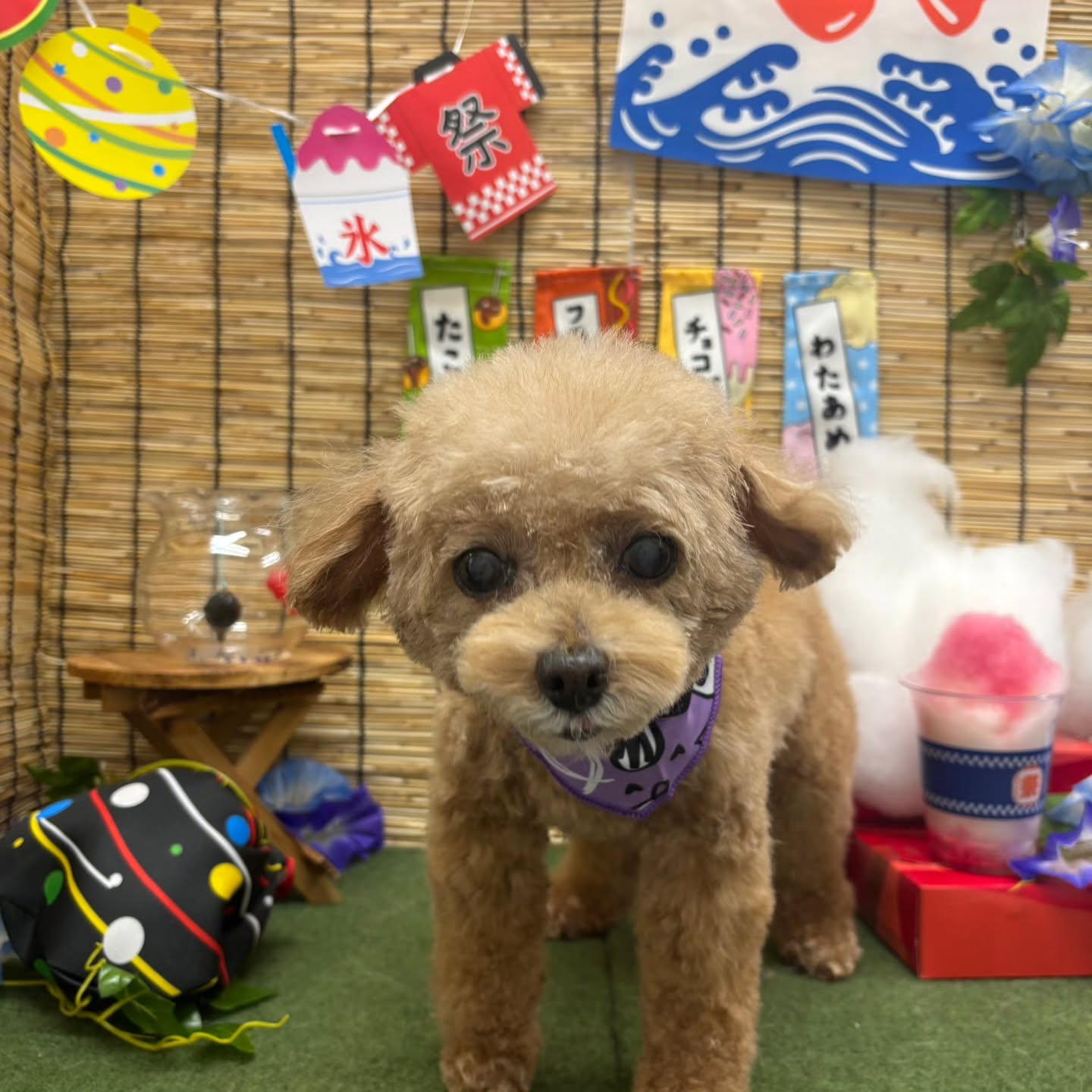 🍧🍧🍧🍧🍧🍧🍧🍧🍧