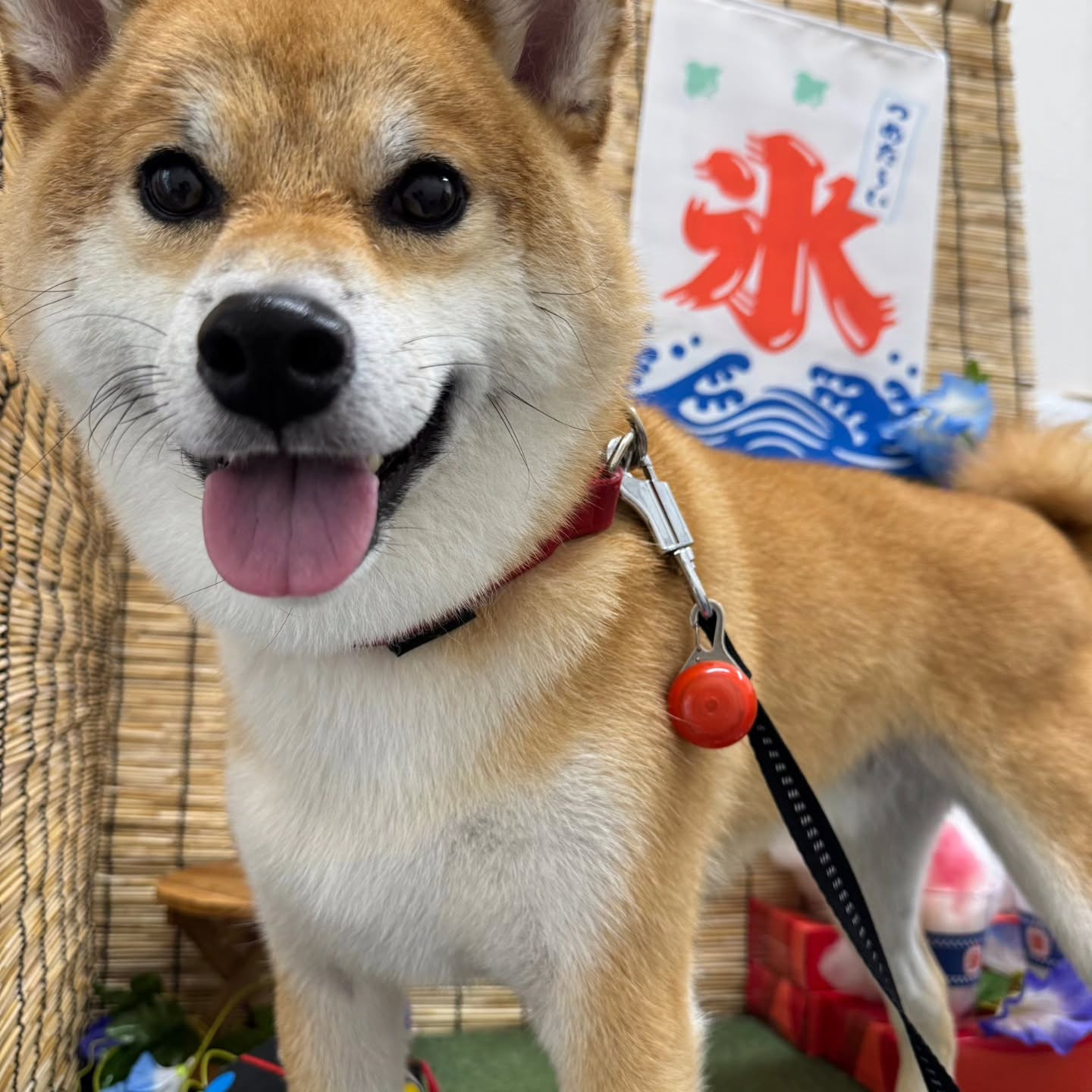 🍧🍧🍧🍧🍧🍧🍧🍧🍧