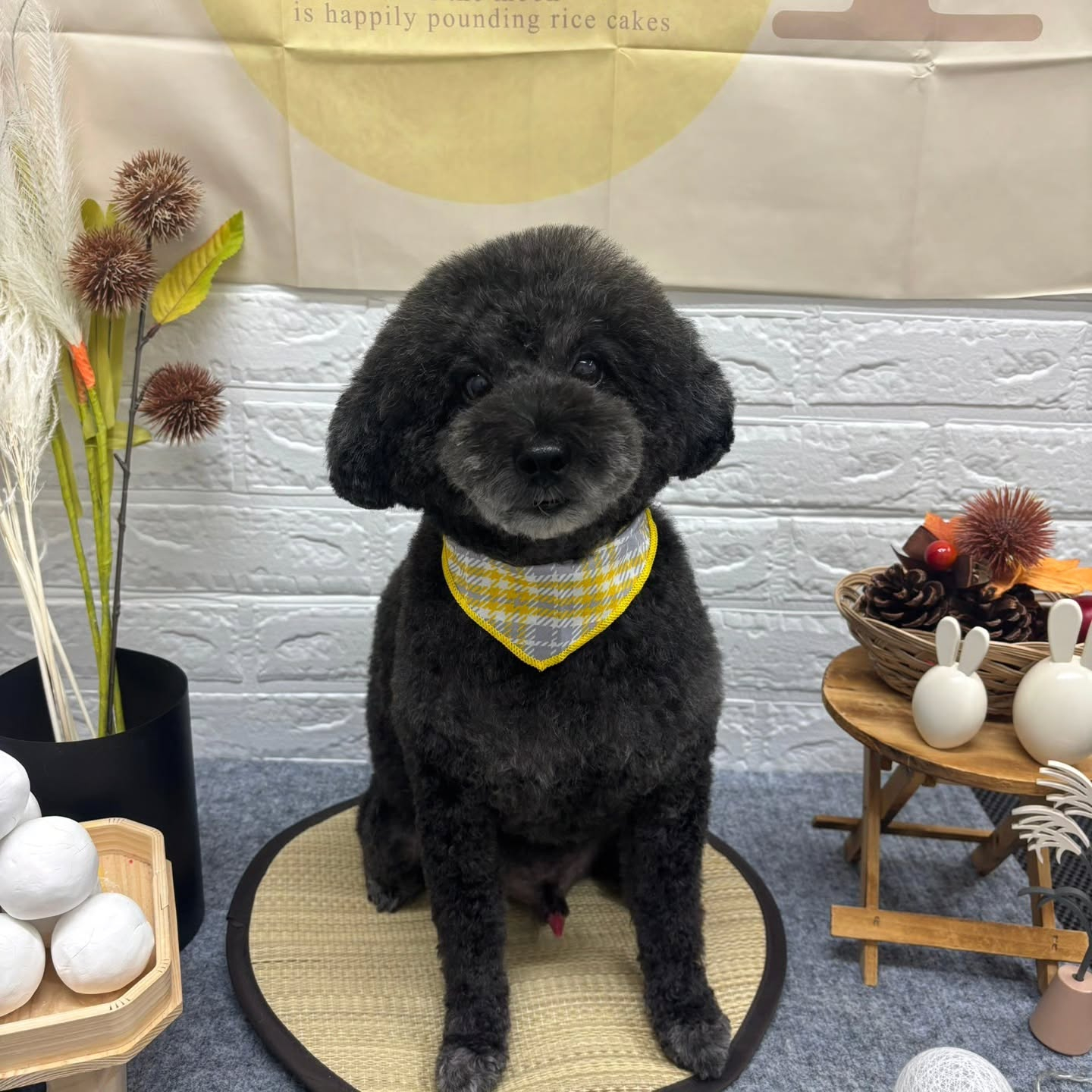 🌾🌾🌾🌾🌾🌾