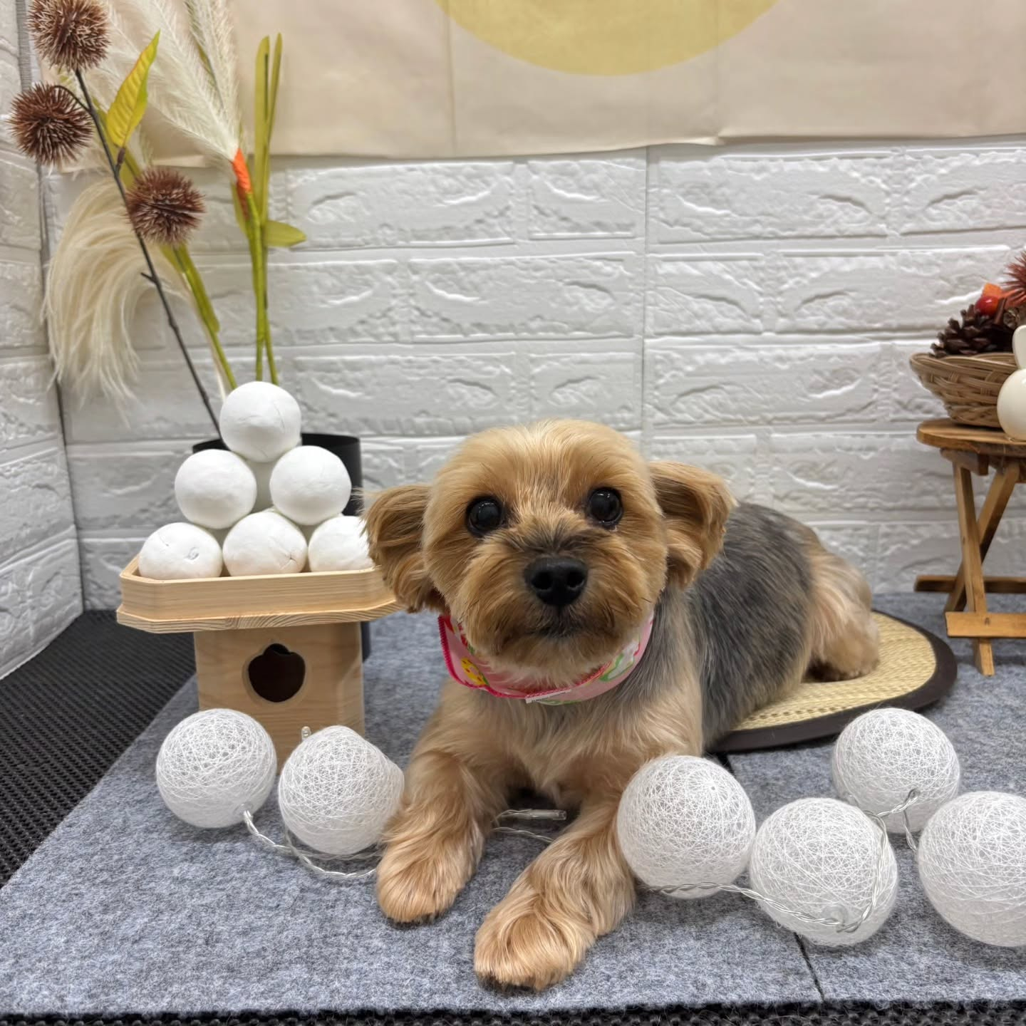 🌝🌝🌝🌝🌝🌝🌝