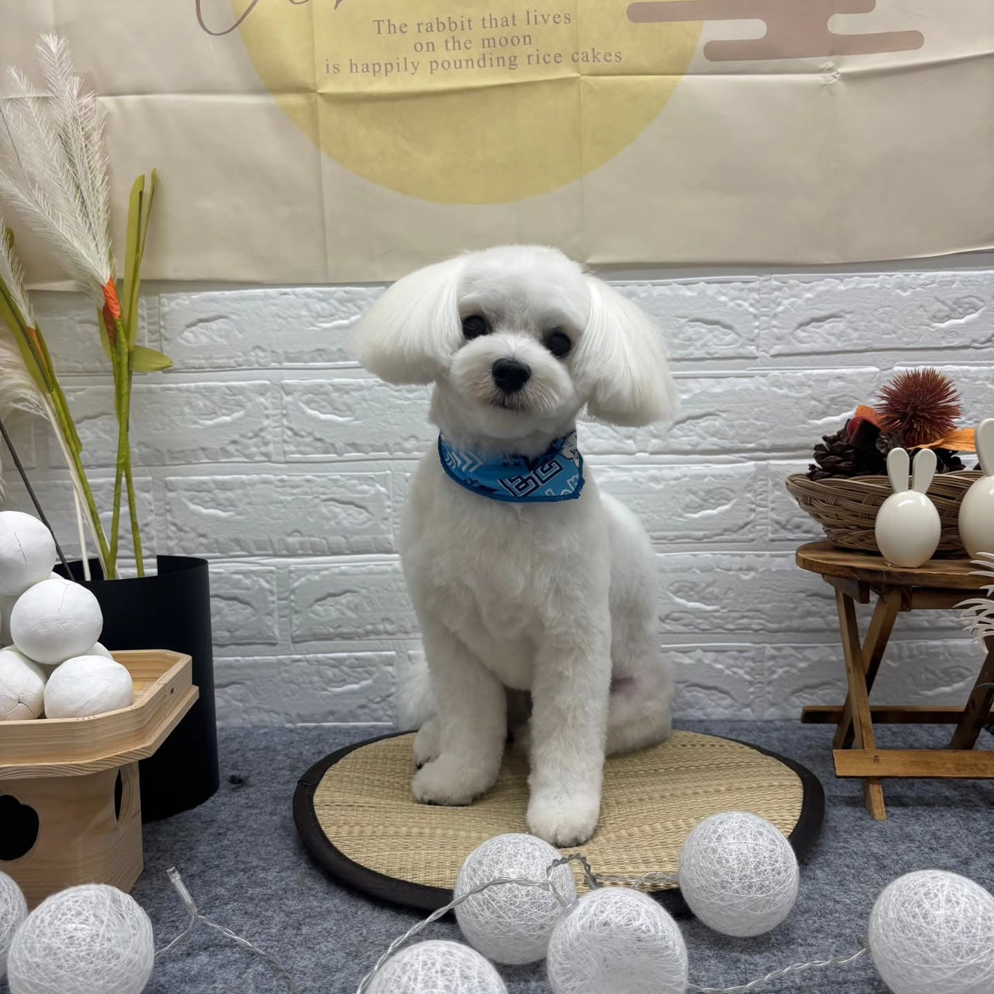 🌾🌾🌾🌾🌾🌾🌾🌾