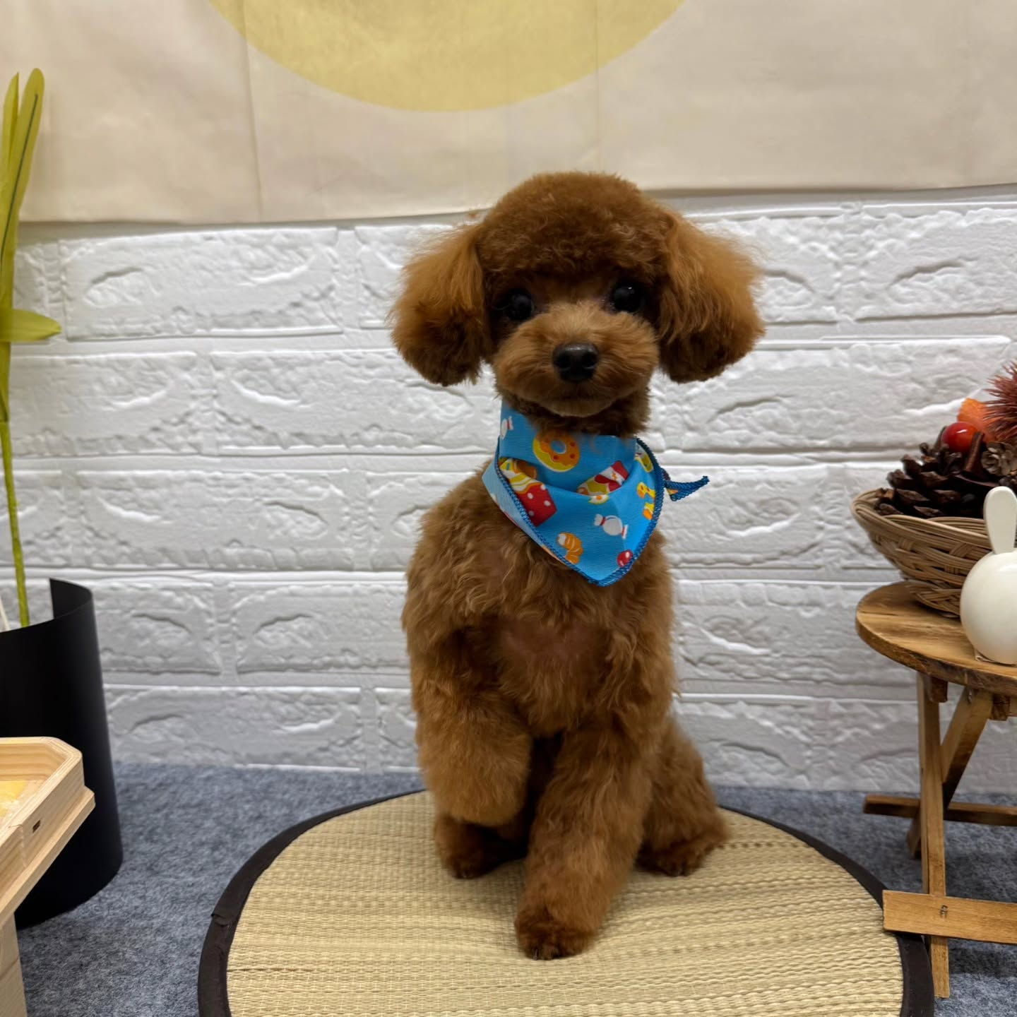 🌾🌾🌾🌾🌾🌾🌾🌾